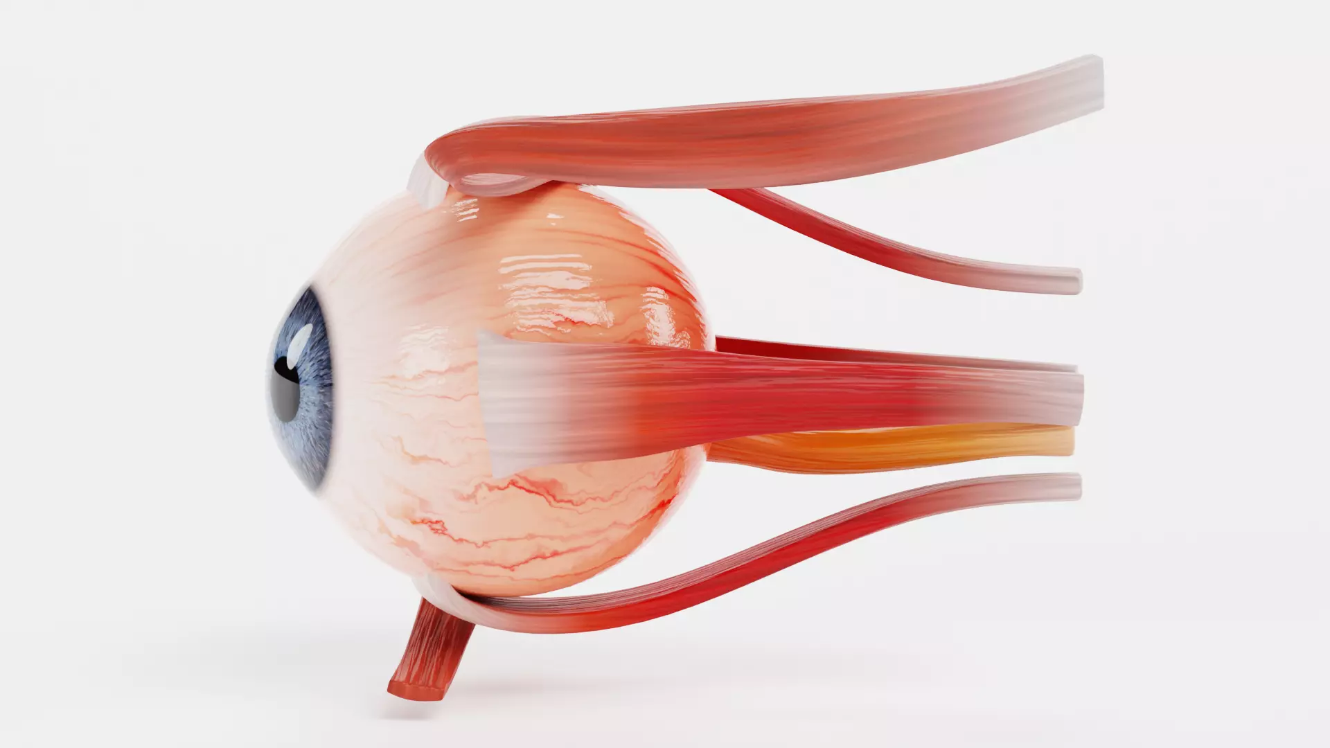 Eye with Extraocular Muscles - Realistic Human Anatomy 3D model_4