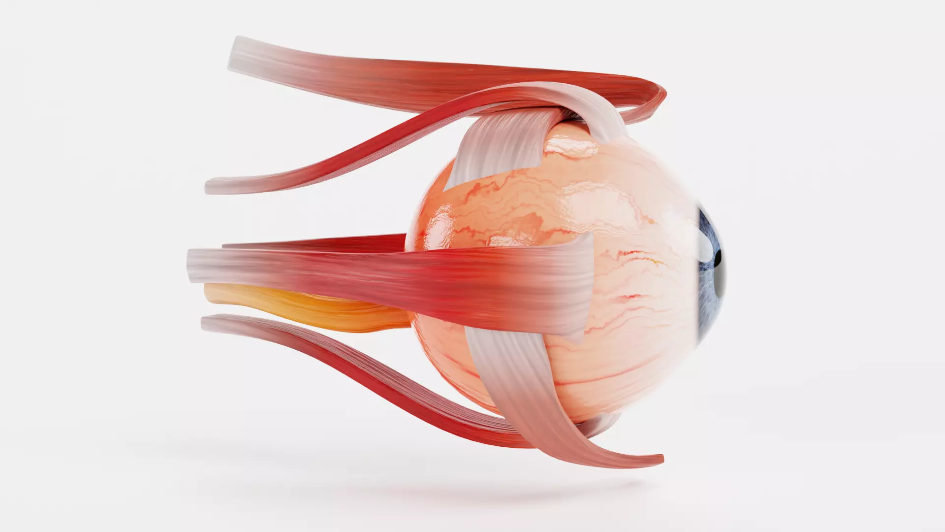 Eye with Extraocular Muscles - Realistic Human Anatomy 3D model_2