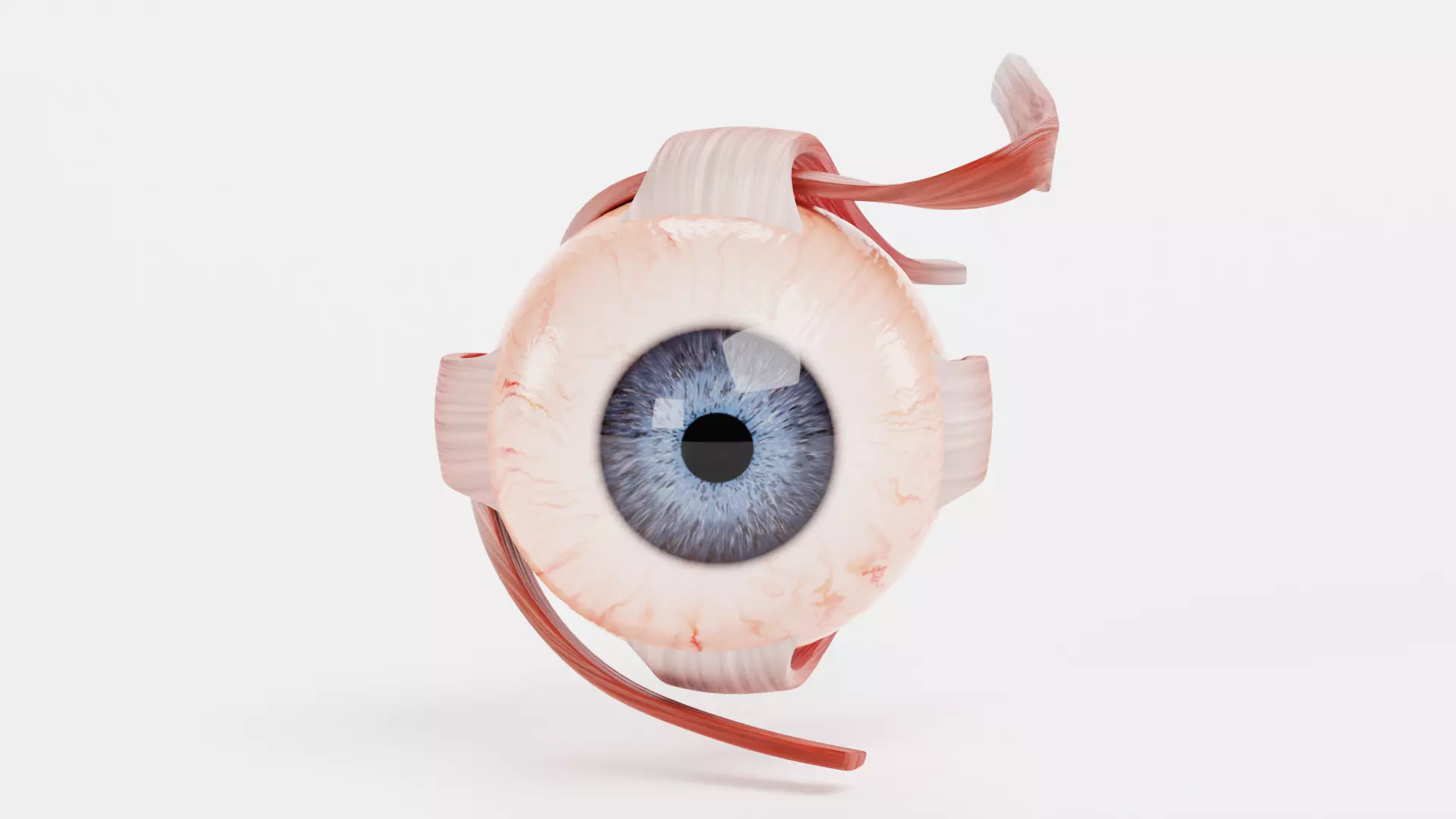 Eye with Extraocular Muscles - Realistic Human Anatomy 3D model_1