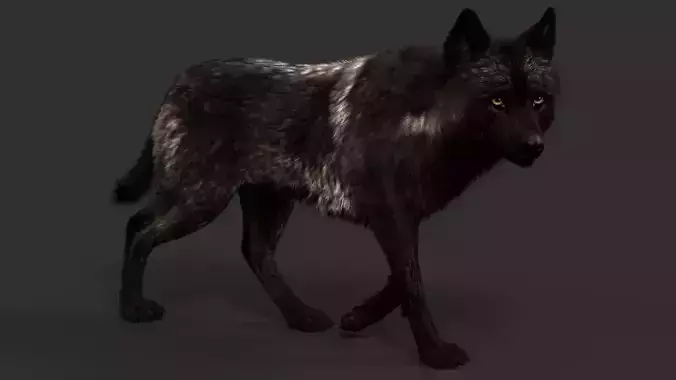 Black Timber Wolf FUR Animated