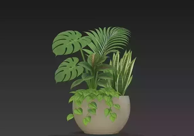 Tropical Houseplant Arrangement-Monstera- Palm - Snake Plant