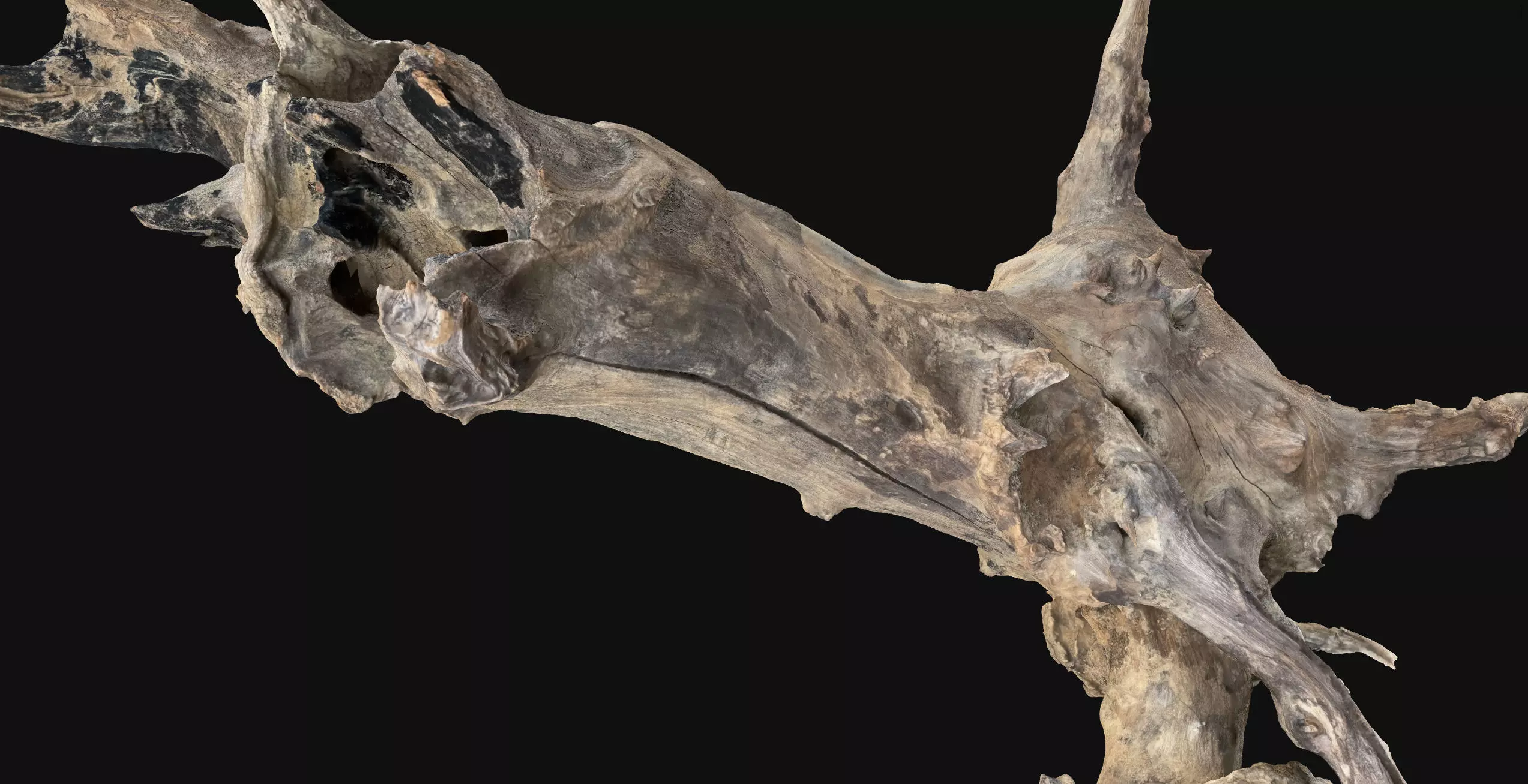 Withered tree root wood 3d scan in highpoly 3D model_16