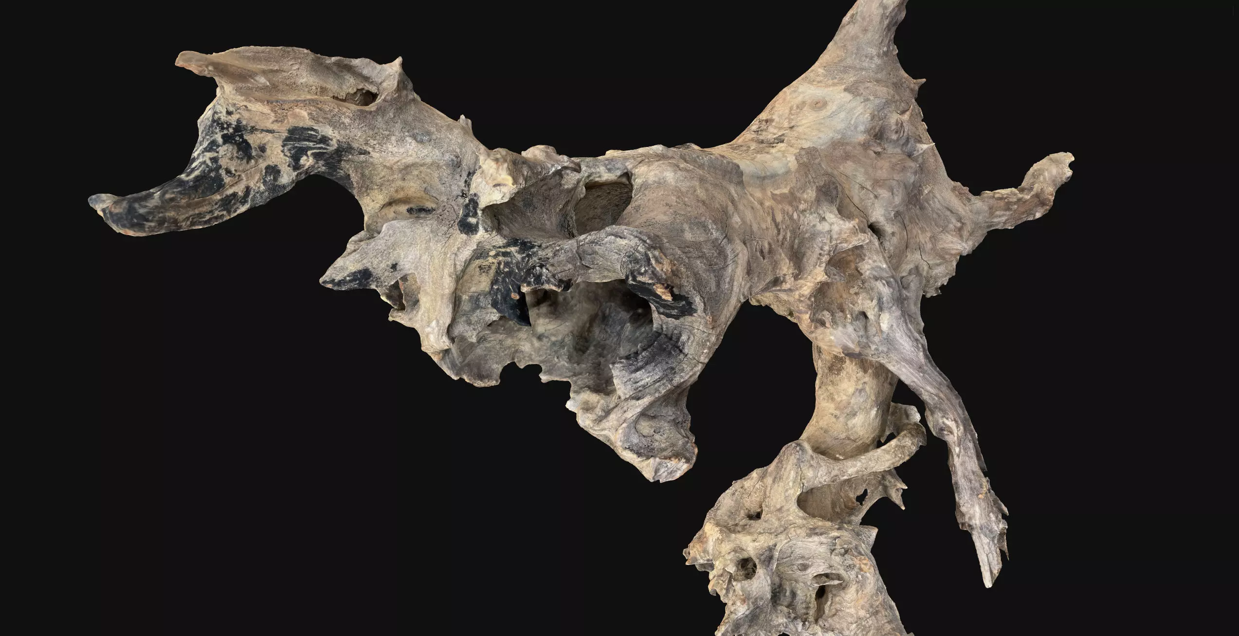 Withered tree root wood 3d scan in highpoly 3D model_18