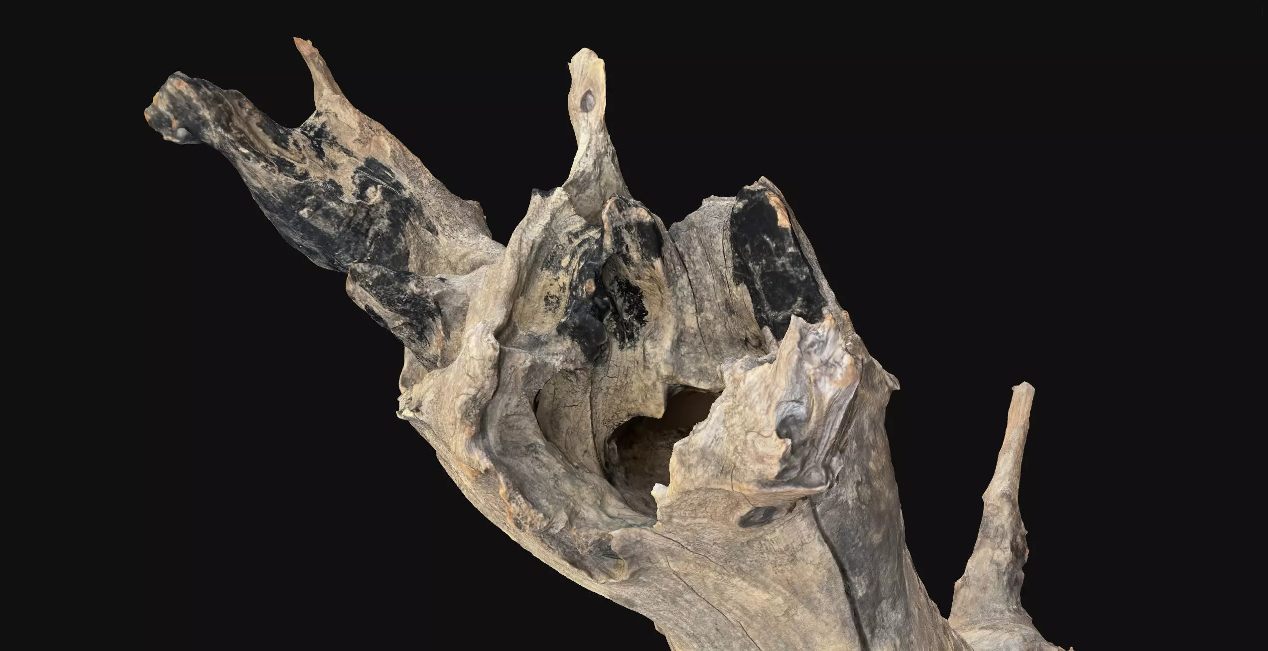 Withered tree root wood 3d scan in highpoly 3D model_24