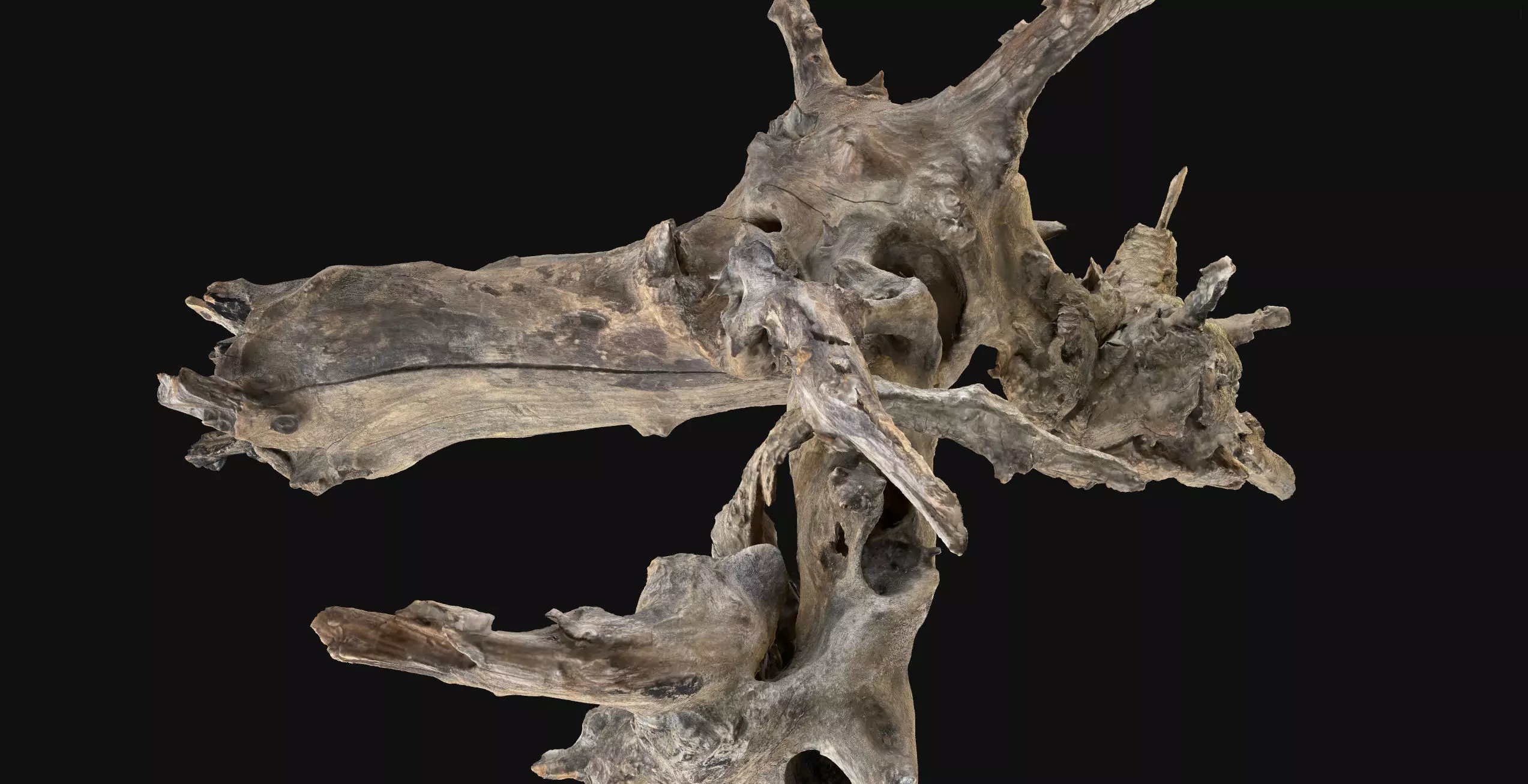 Withered tree root wood 3d scan in highpoly 3D model_19