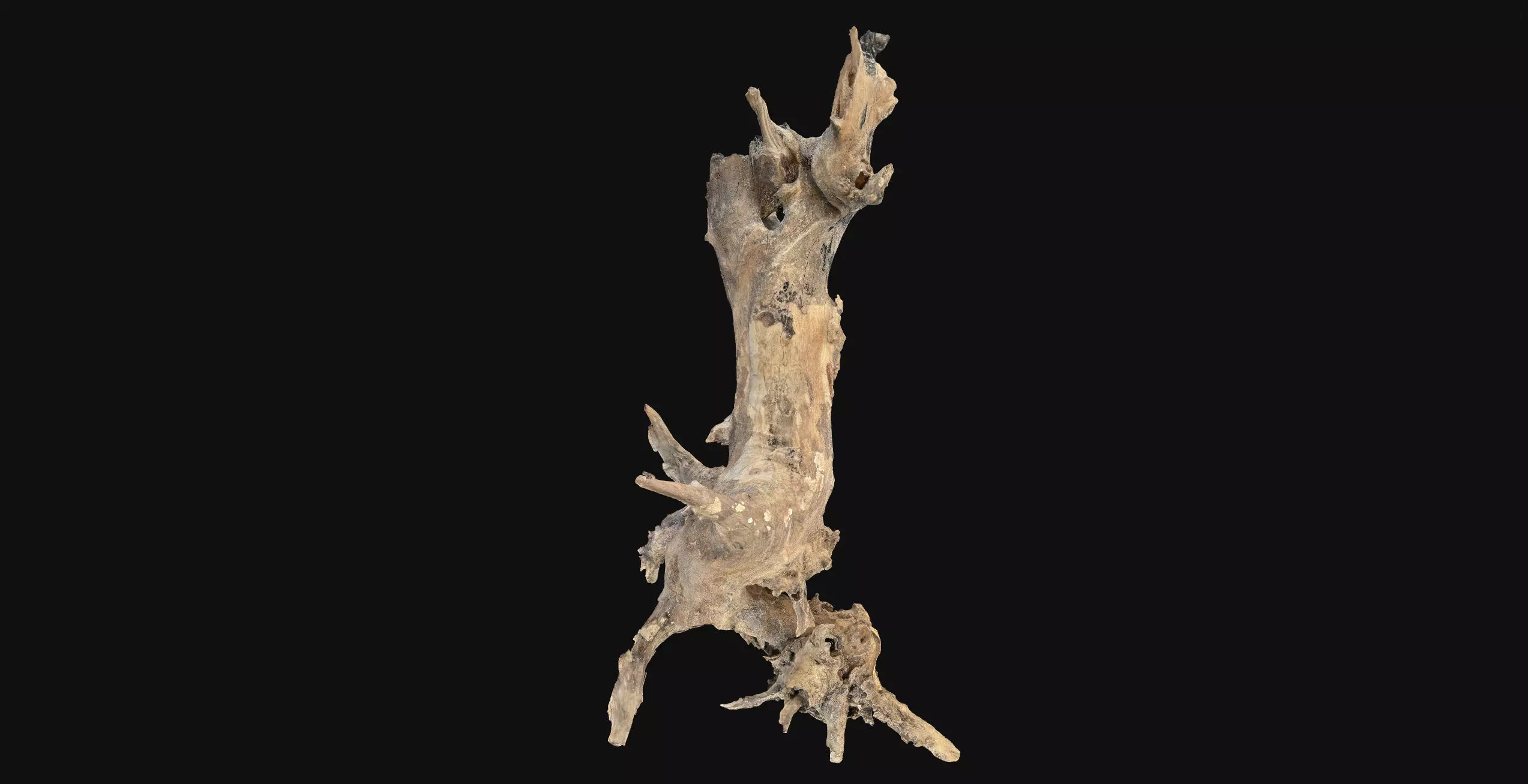 Withered tree root wood 3d scan in highpoly 3D model_17