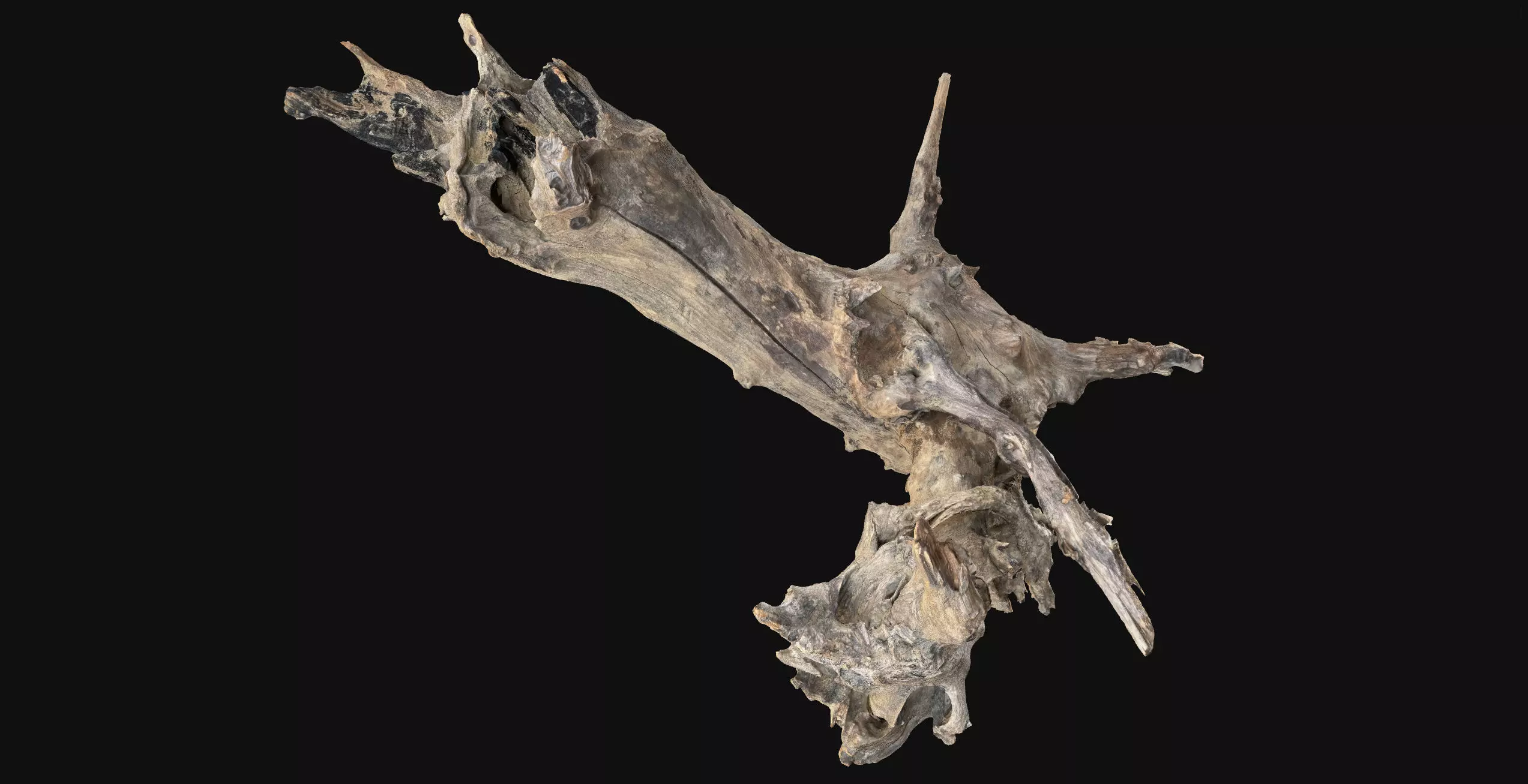 Withered tree root wood 3d scan in highpoly 3D model_8