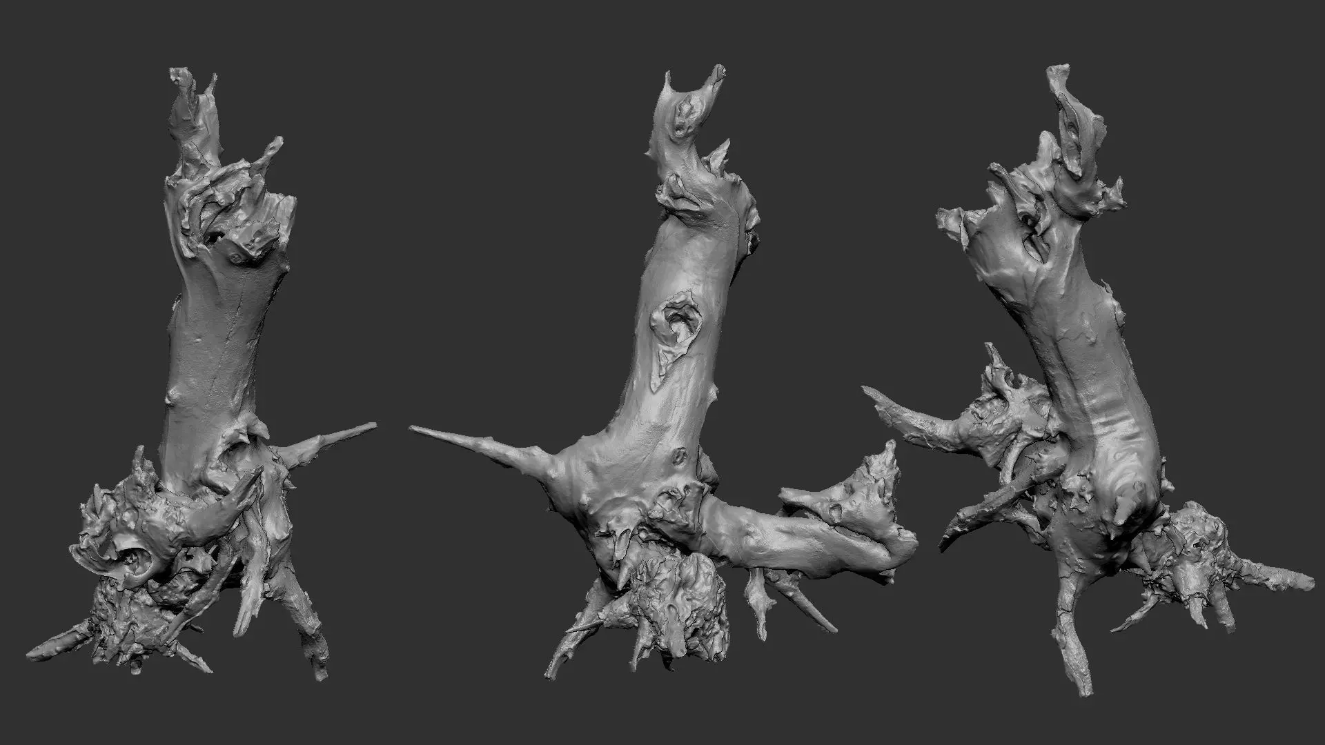 Withered tree root wood 3d scan in highpoly 3D model_2
