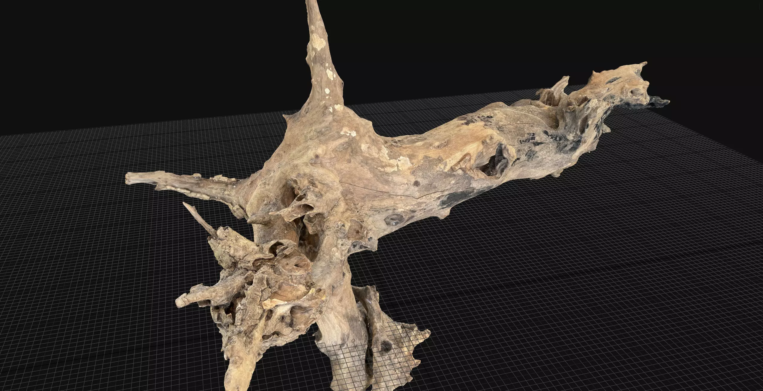 Withered tree root wood 3d scan in highpoly 3D model_6