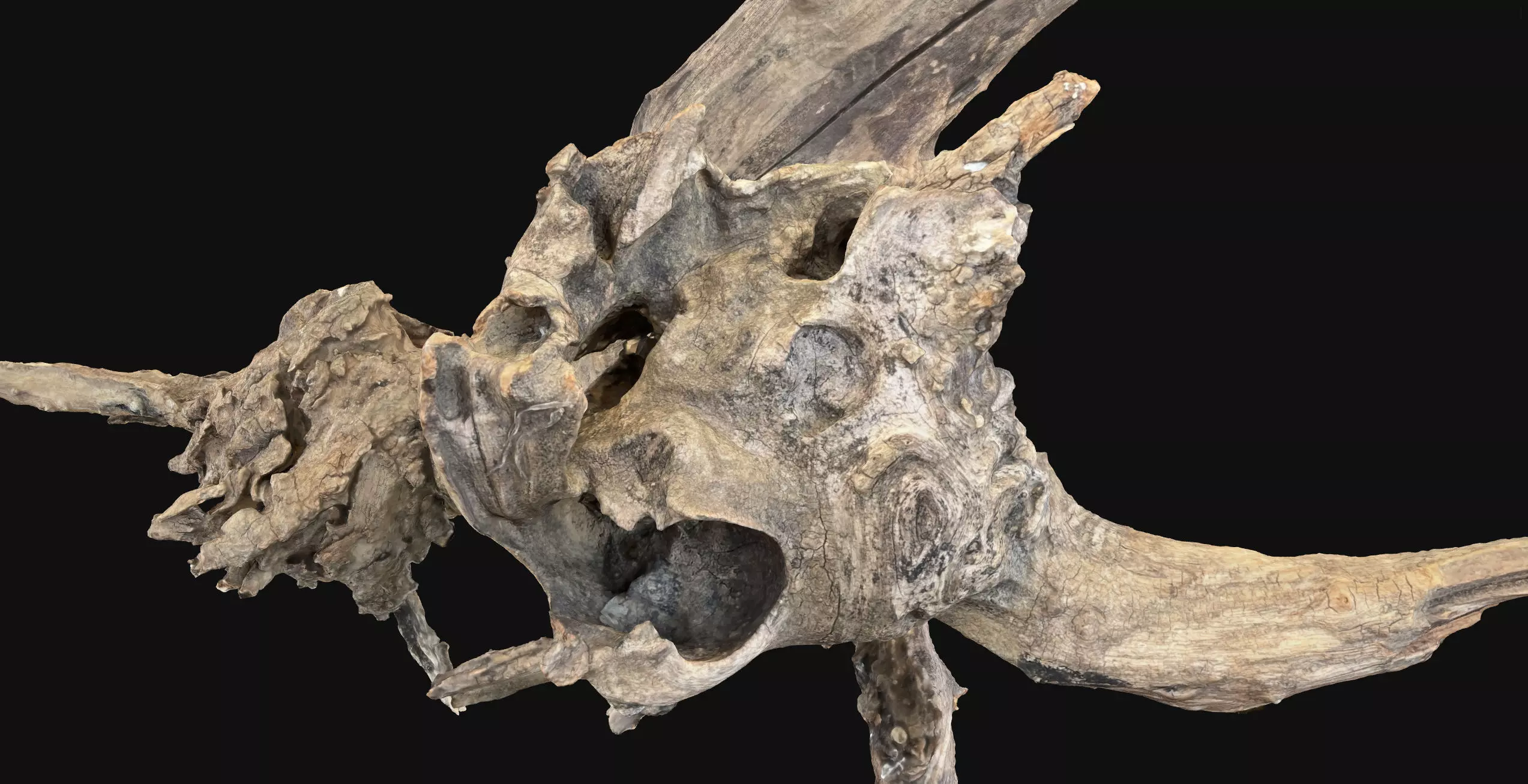 Withered tree root wood 3d scan in highpoly 3D model_23