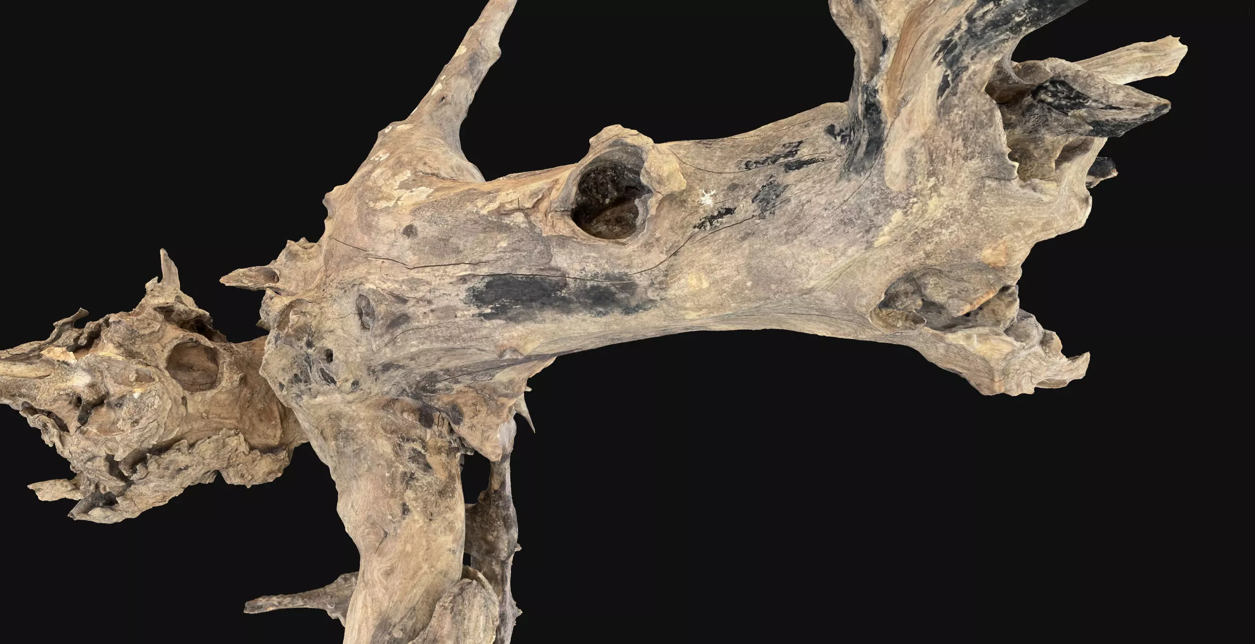 Withered tree root wood 3d scan in highpoly 3D model_15