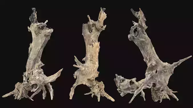 Withered tree root wood 3d scan in highpoly