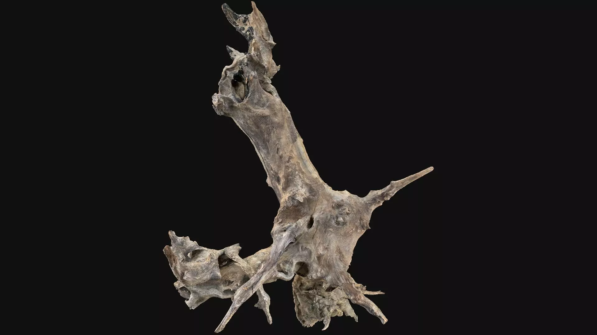 Withered tree root wood 3d scan in highpoly 3D model_13