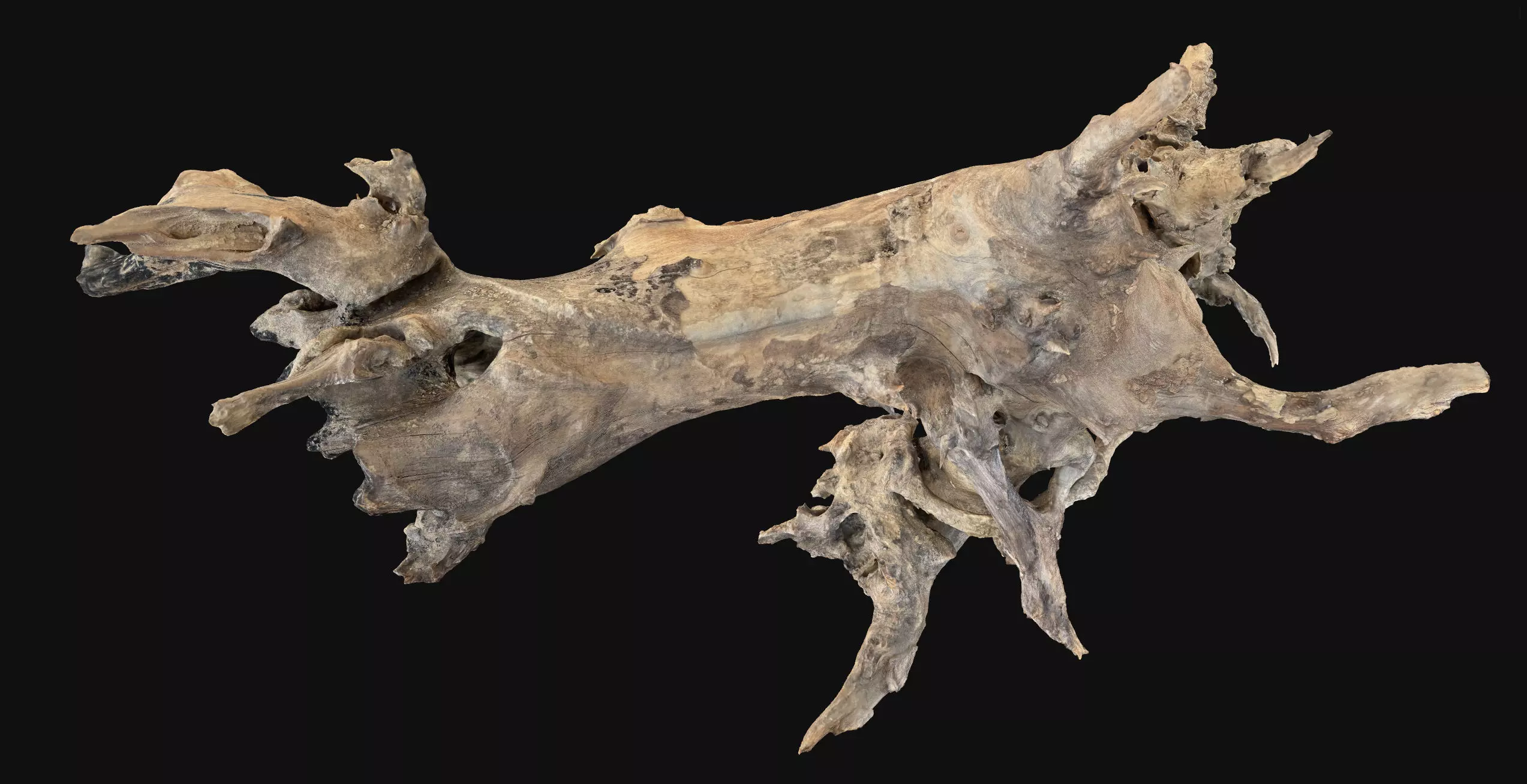 Withered tree root wood 3d scan in highpoly 3D model_22