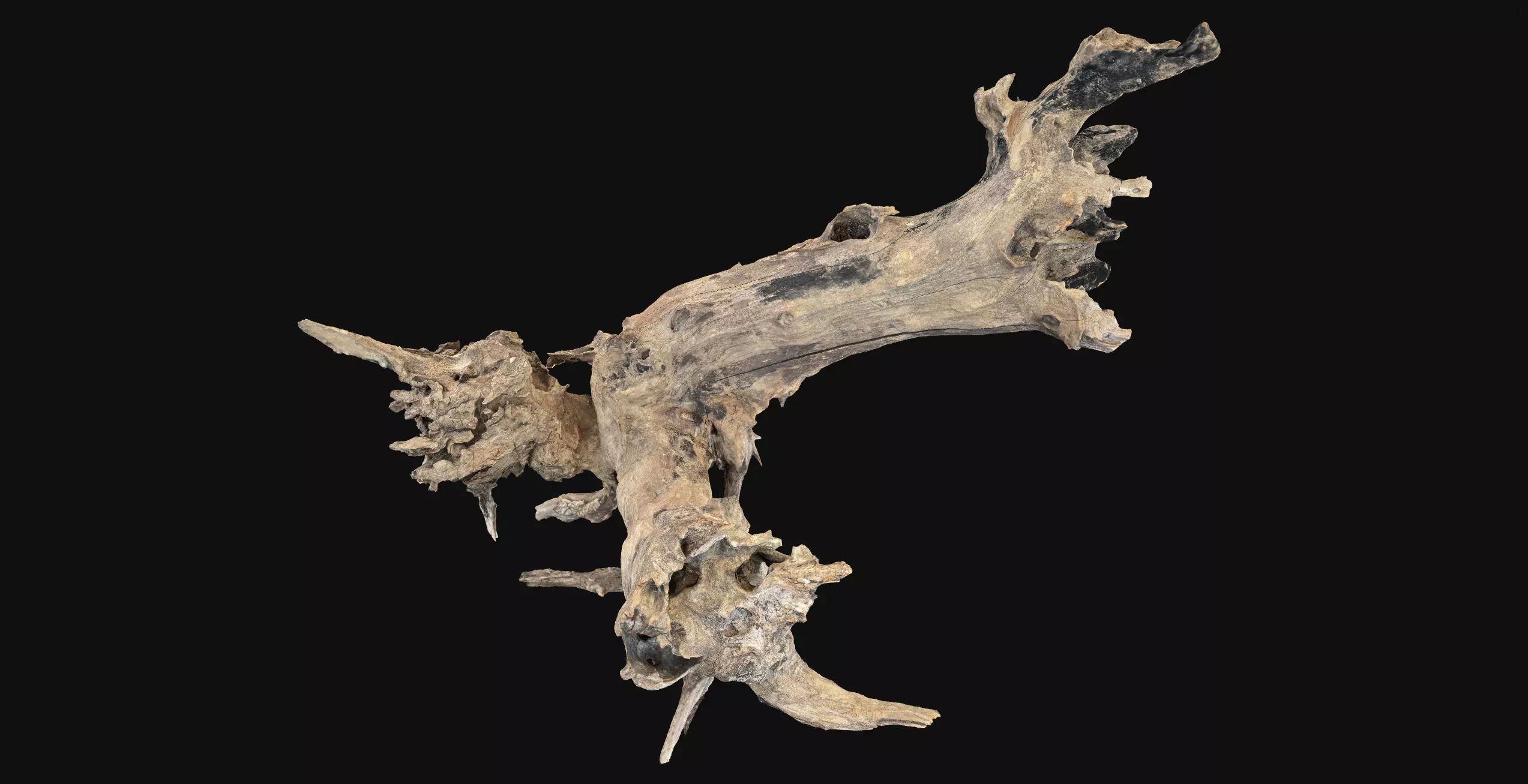 Withered tree root wood 3d scan in highpoly 3D model_3