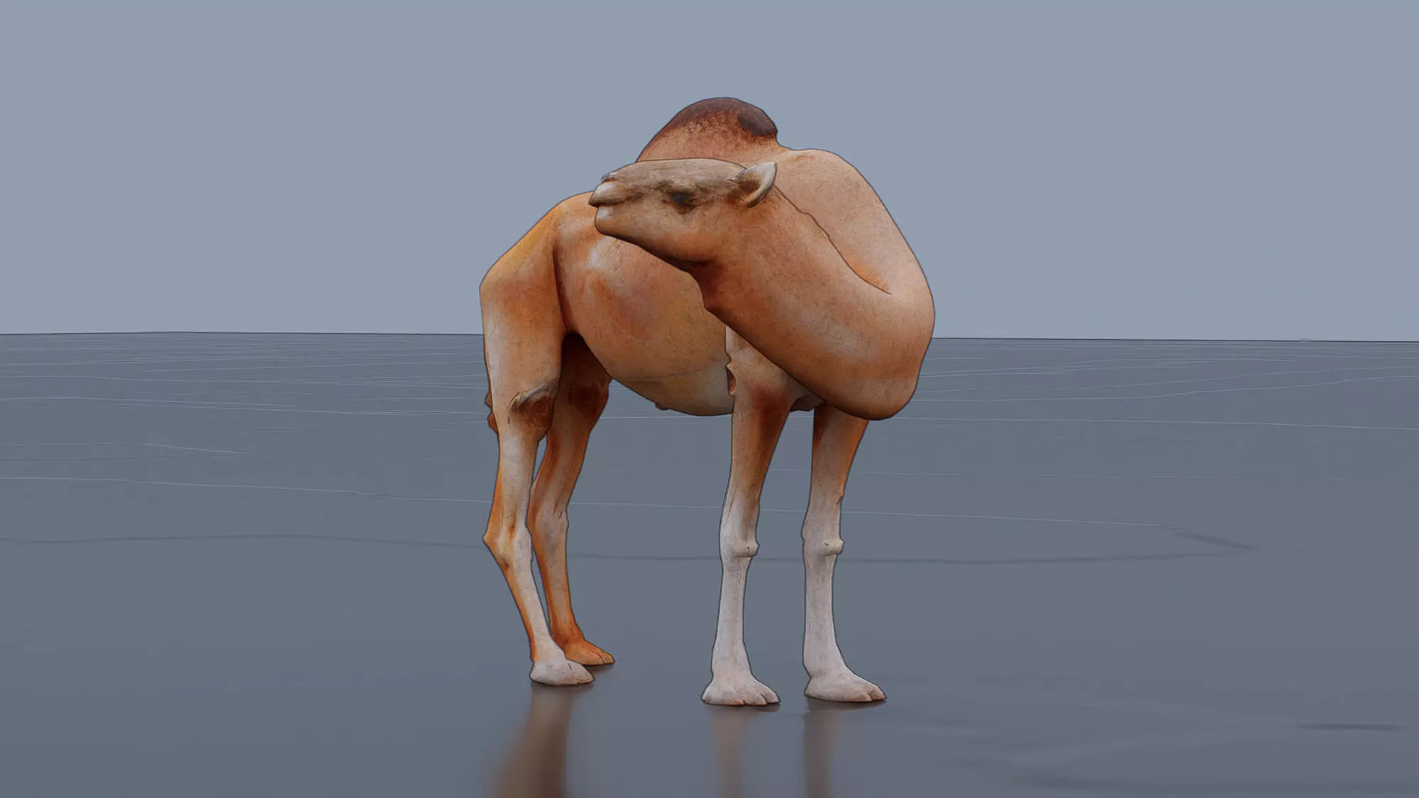 Camel Low-poly 3D model_2