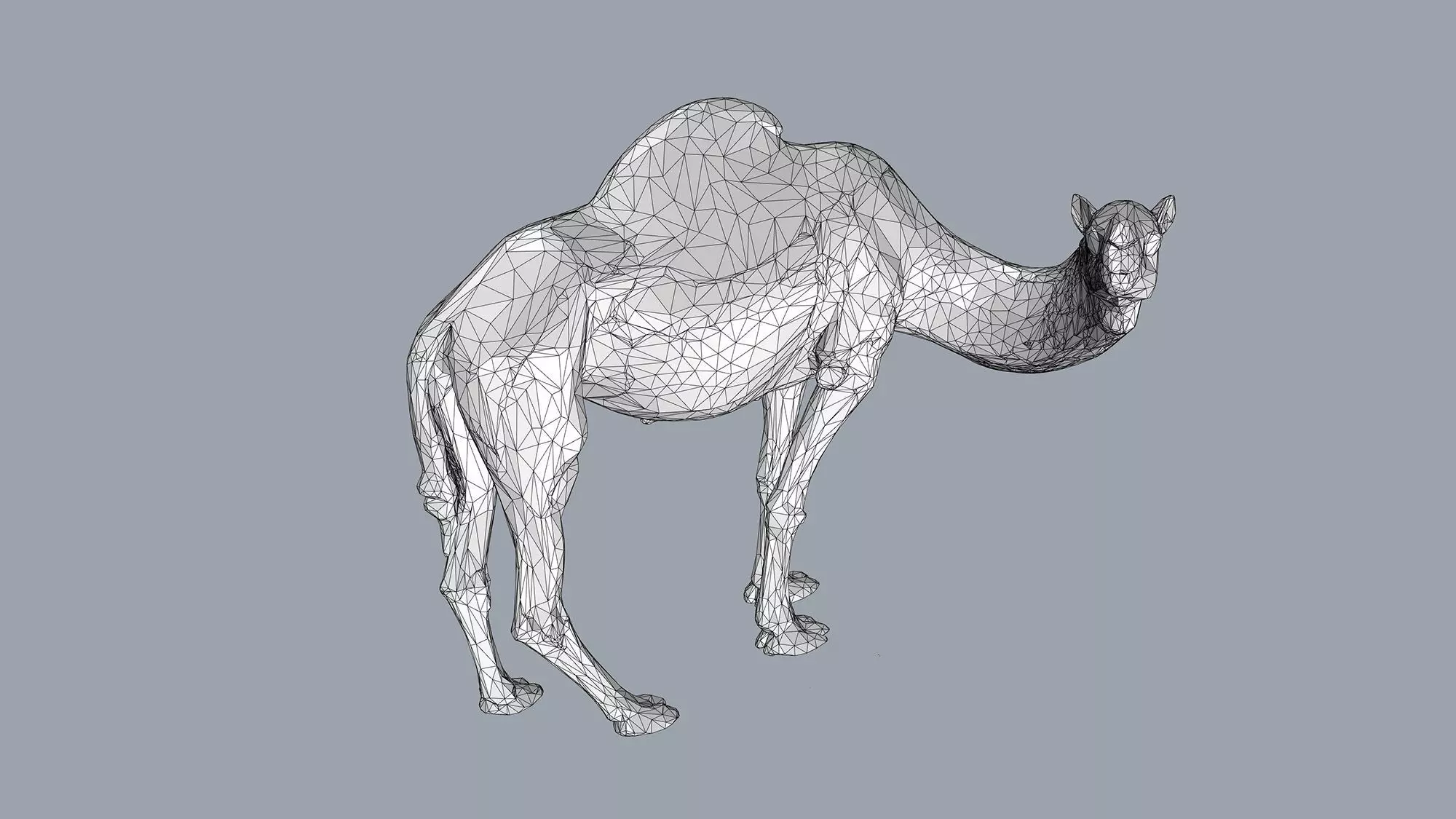 Camel Low-poly 3D model_8