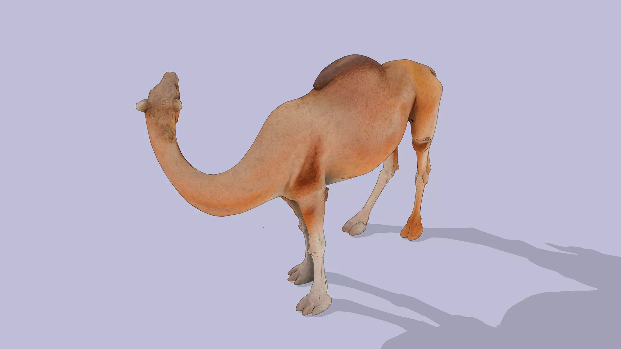 Camel Low-poly 3D model_5