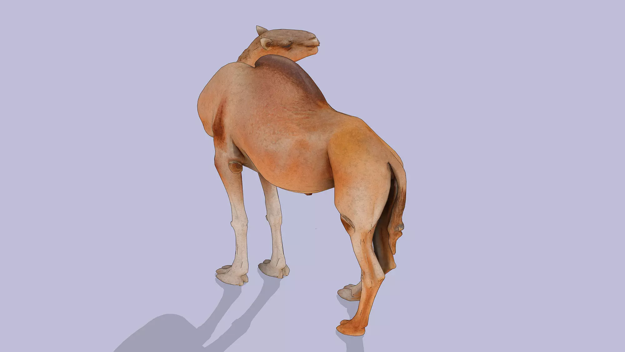 Camel Low-poly 3D model_6