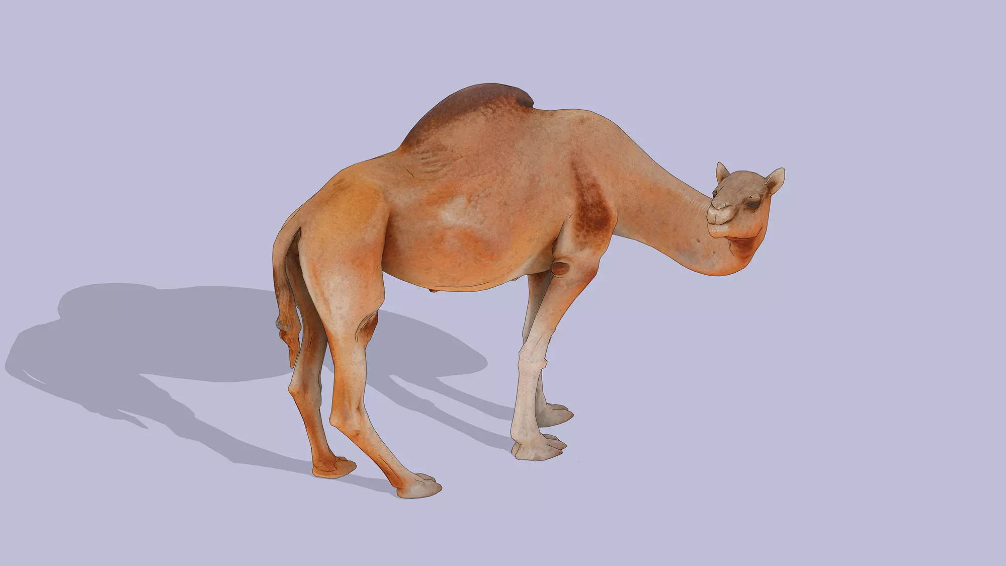 Camel Low-poly 3D model_4