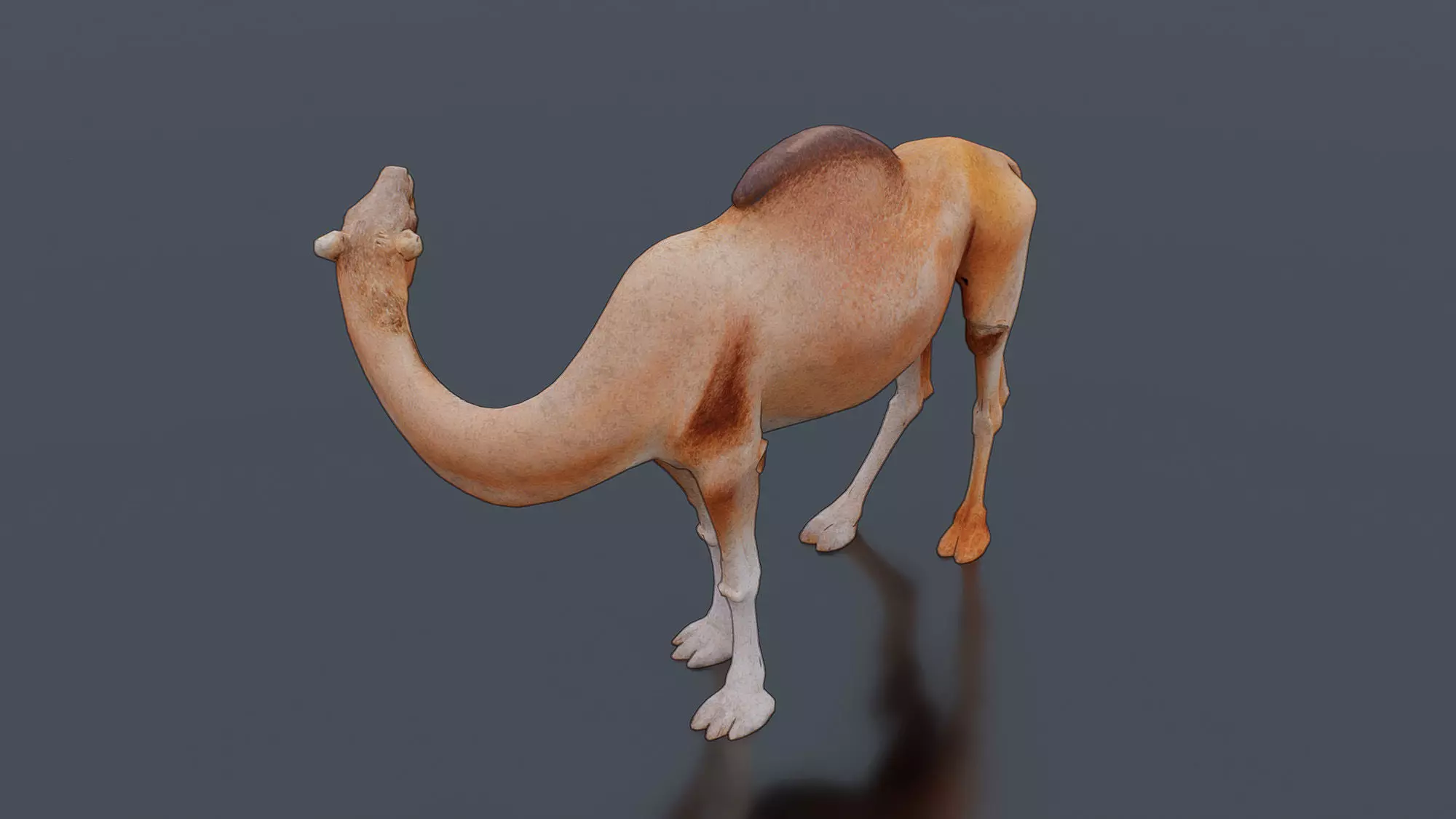 Camel Low-poly 3D model_3