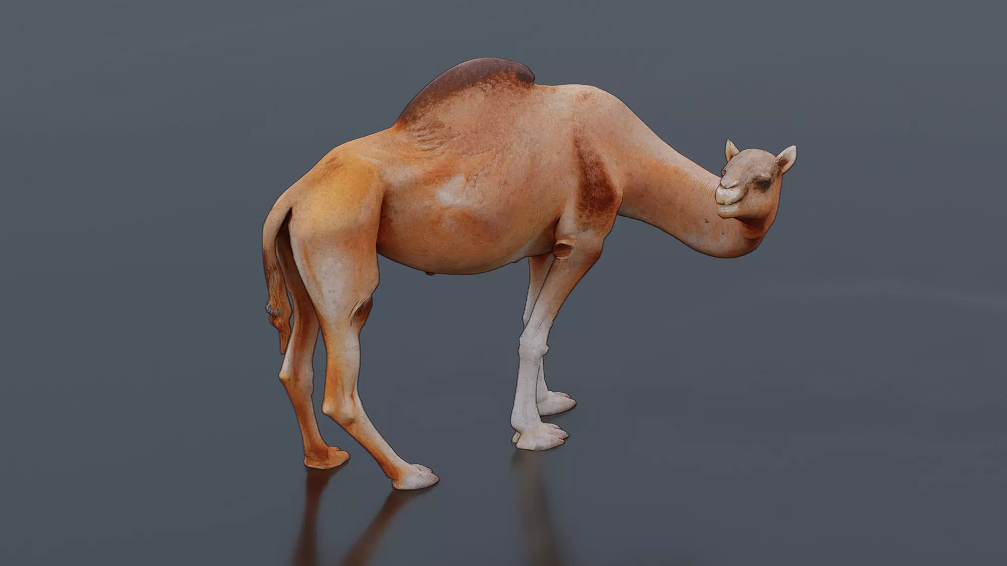 Camel Low-poly 3D model_0