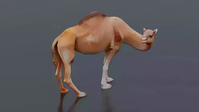 Camel