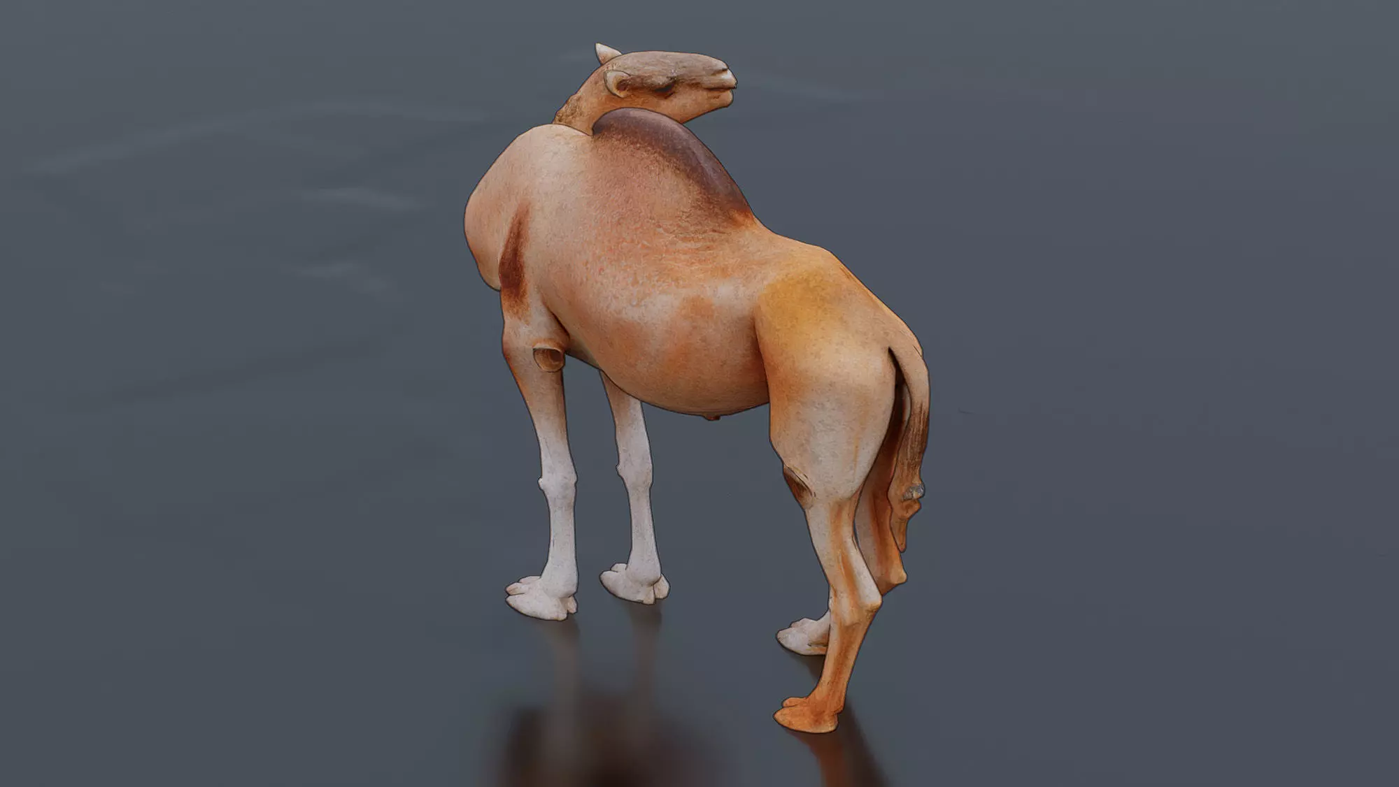 Camel Low-poly 3D model_1