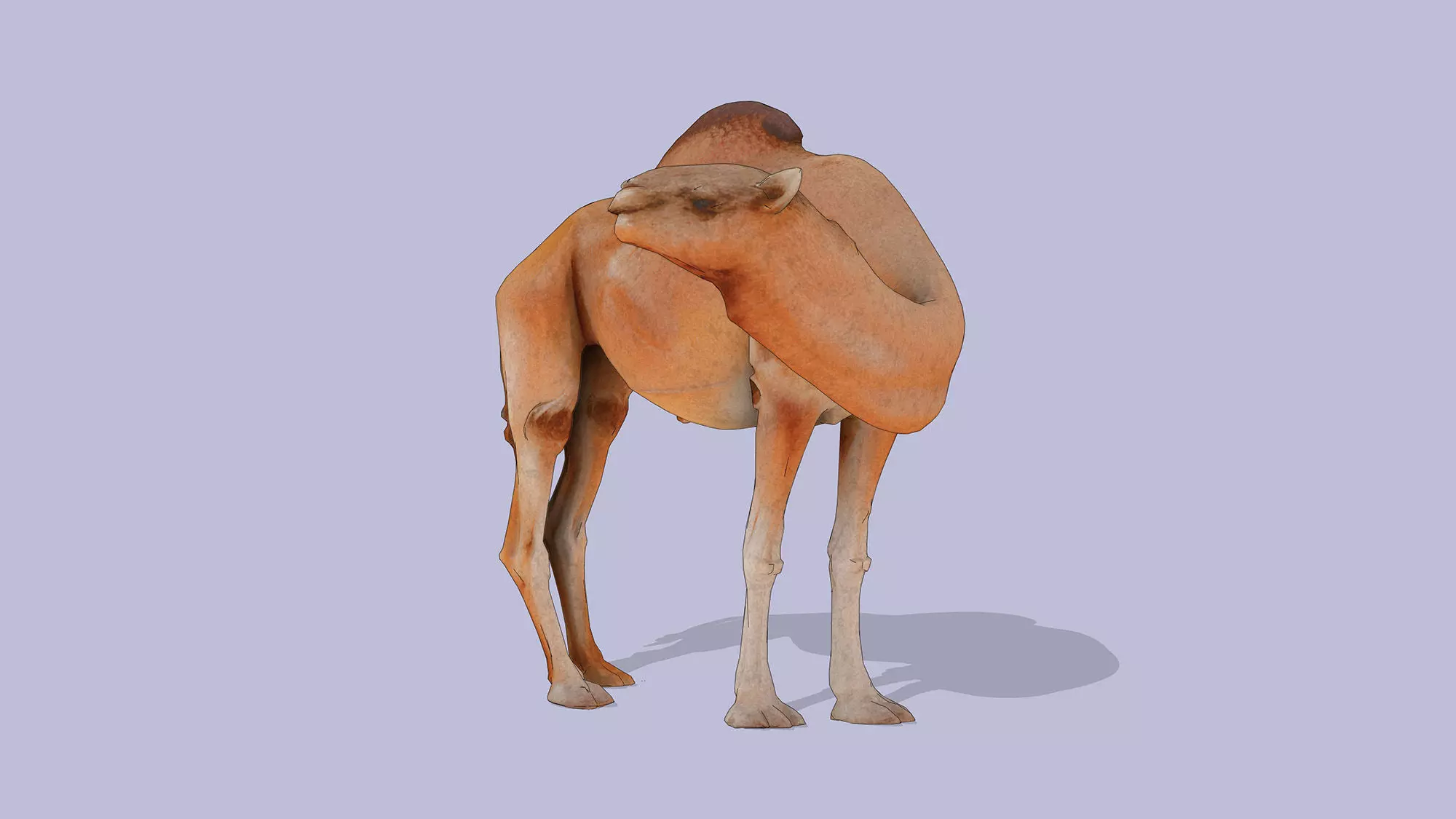 Camel Low-poly 3D model_7