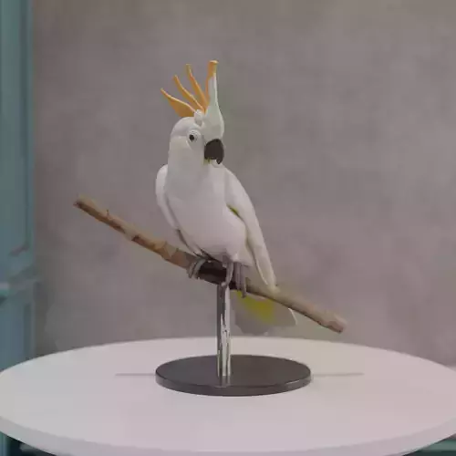 White Cockatoo