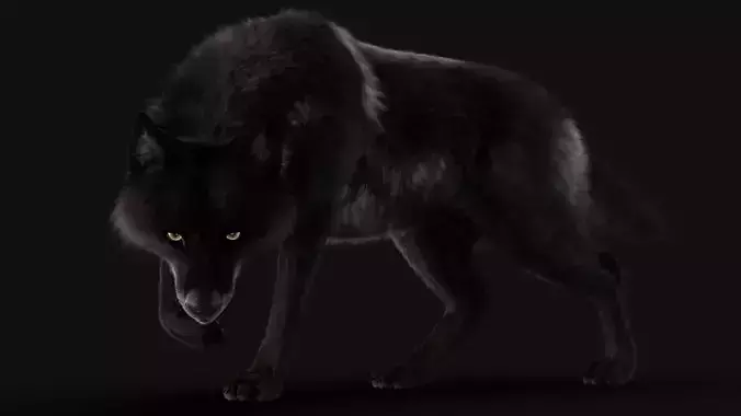 Black Timber Wolf Xgen Rigged