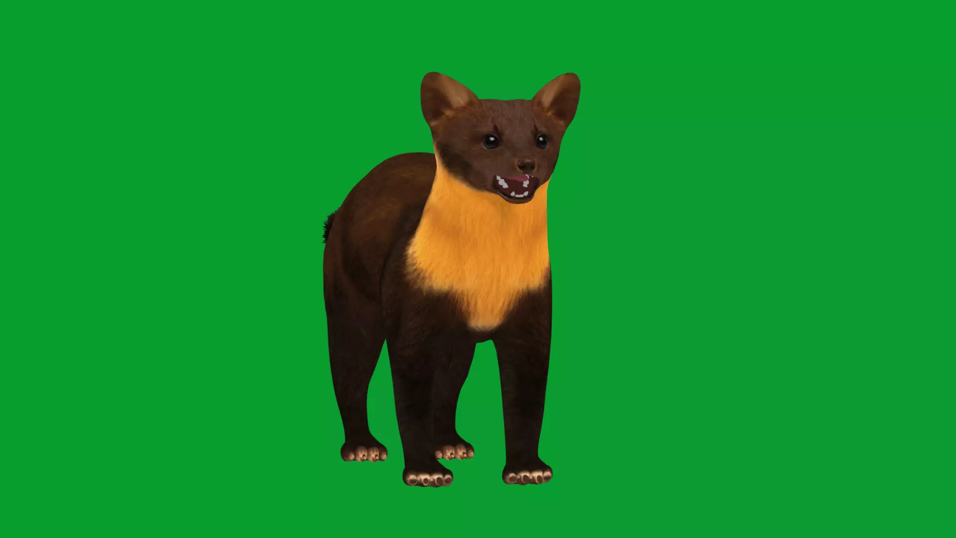 European Pine Marten Low-poly 3D model_26