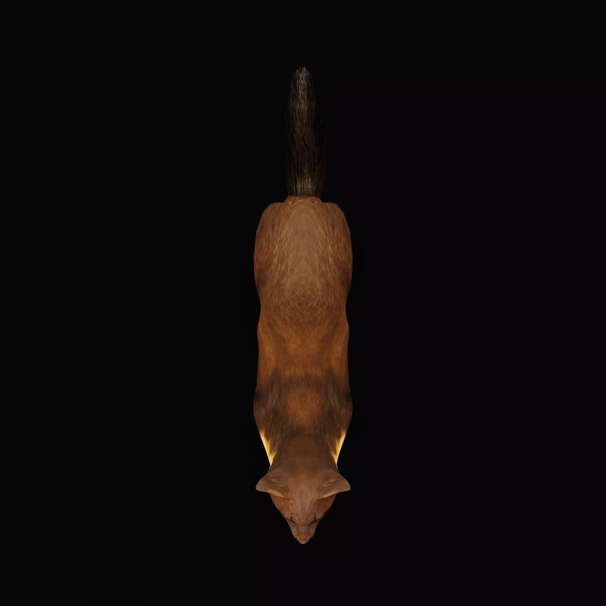 European Pine Marten Low-poly 3D model_11