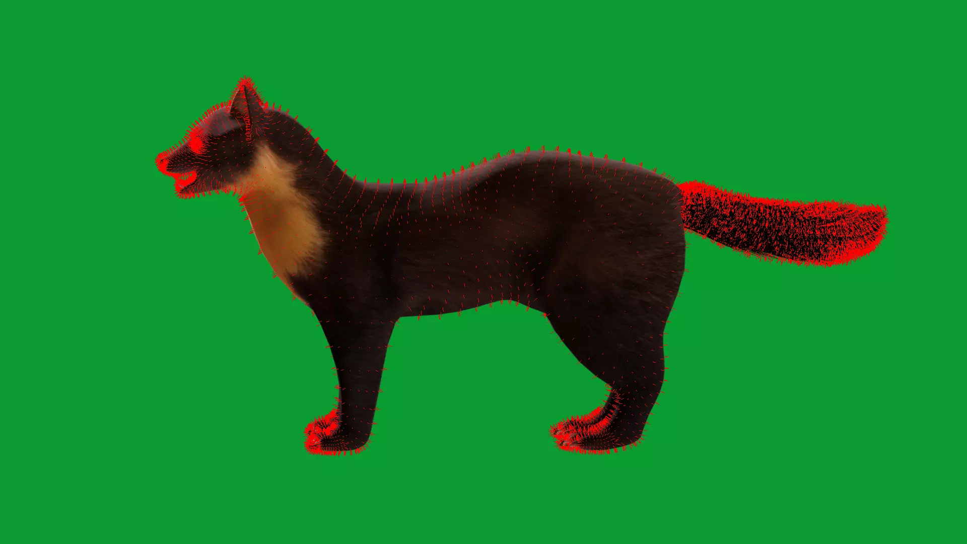European Pine Marten Low-poly 3D model_36