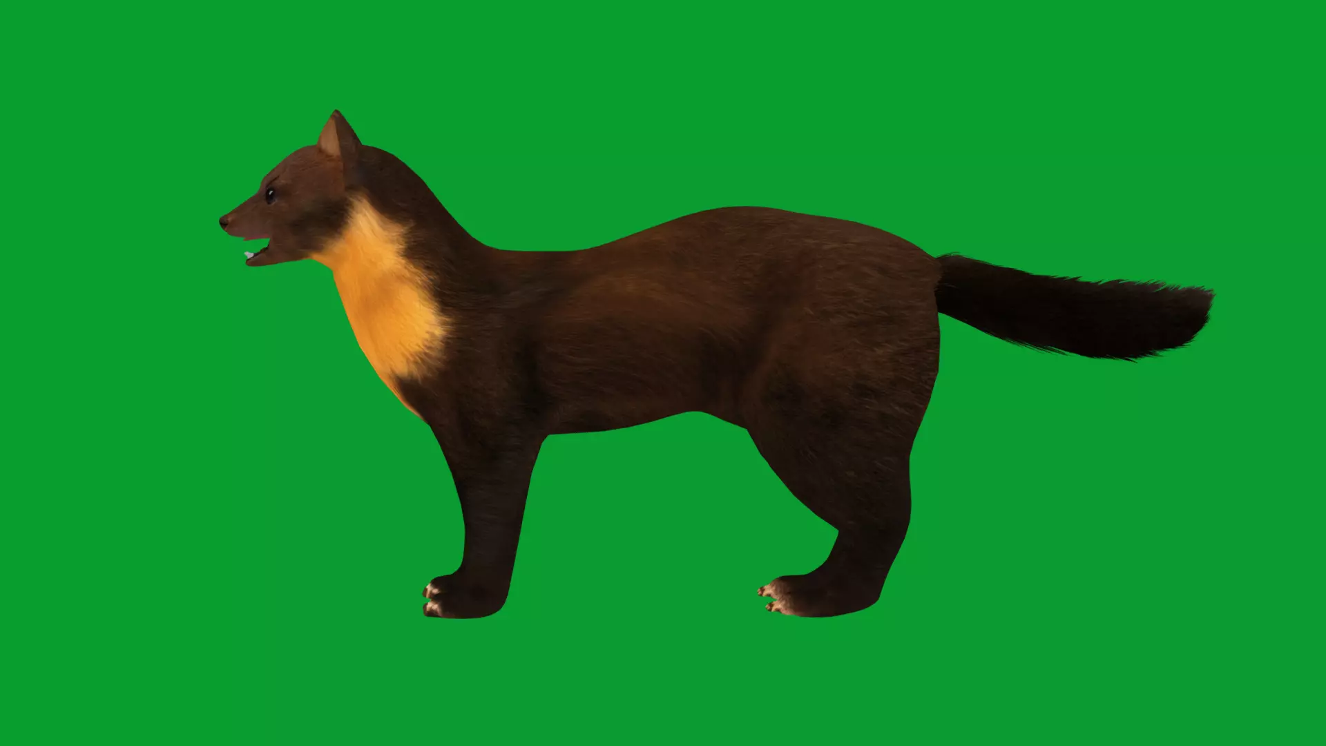 European Pine Marten Low-poly 3D model_28