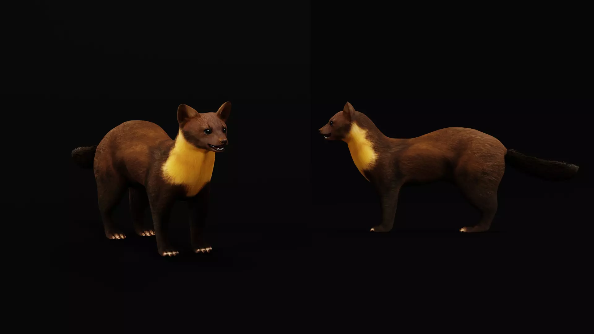 European Pine Marten Low-poly 3D model_19