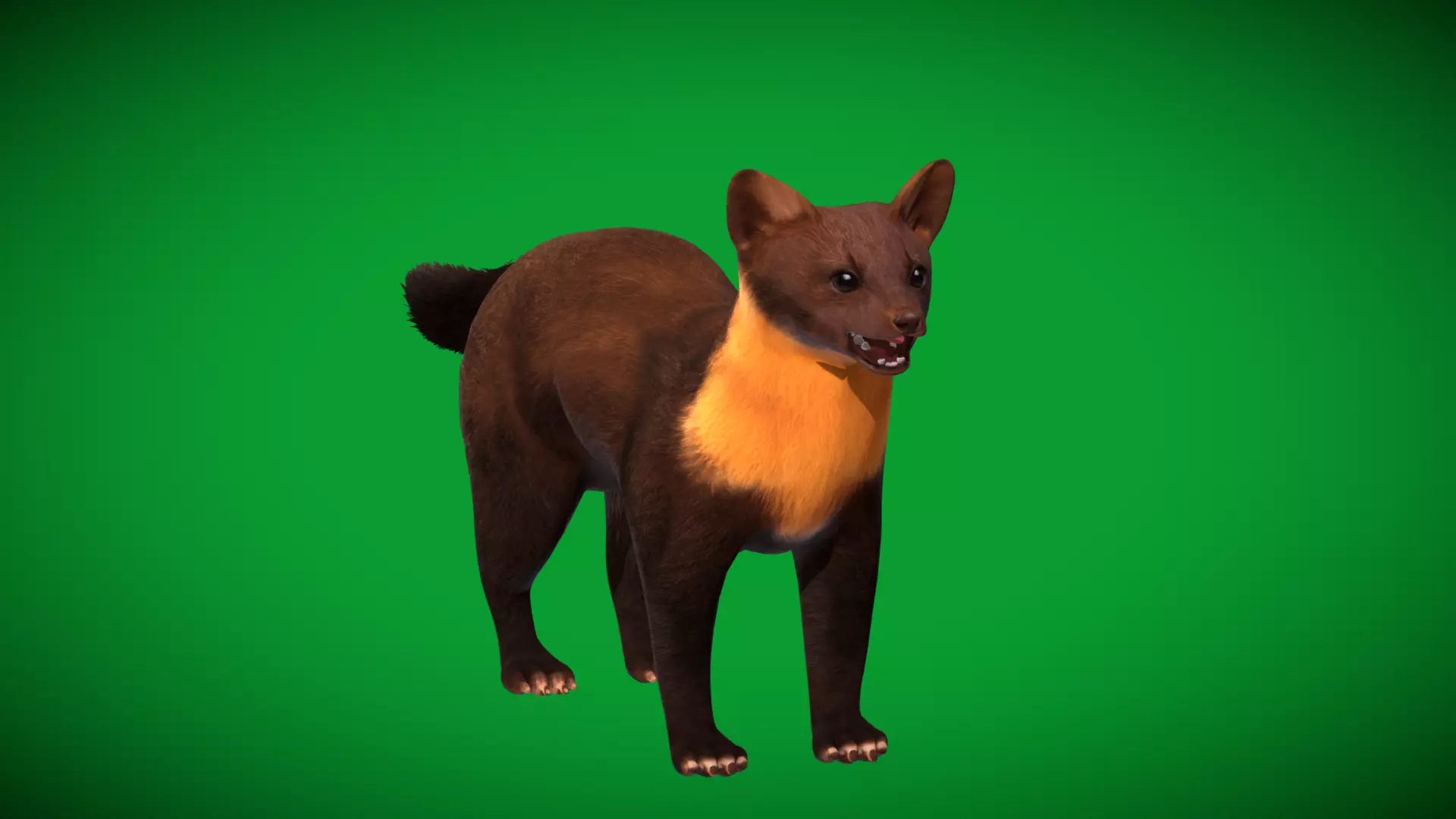 European Pine Marten Low-poly 3D model_42