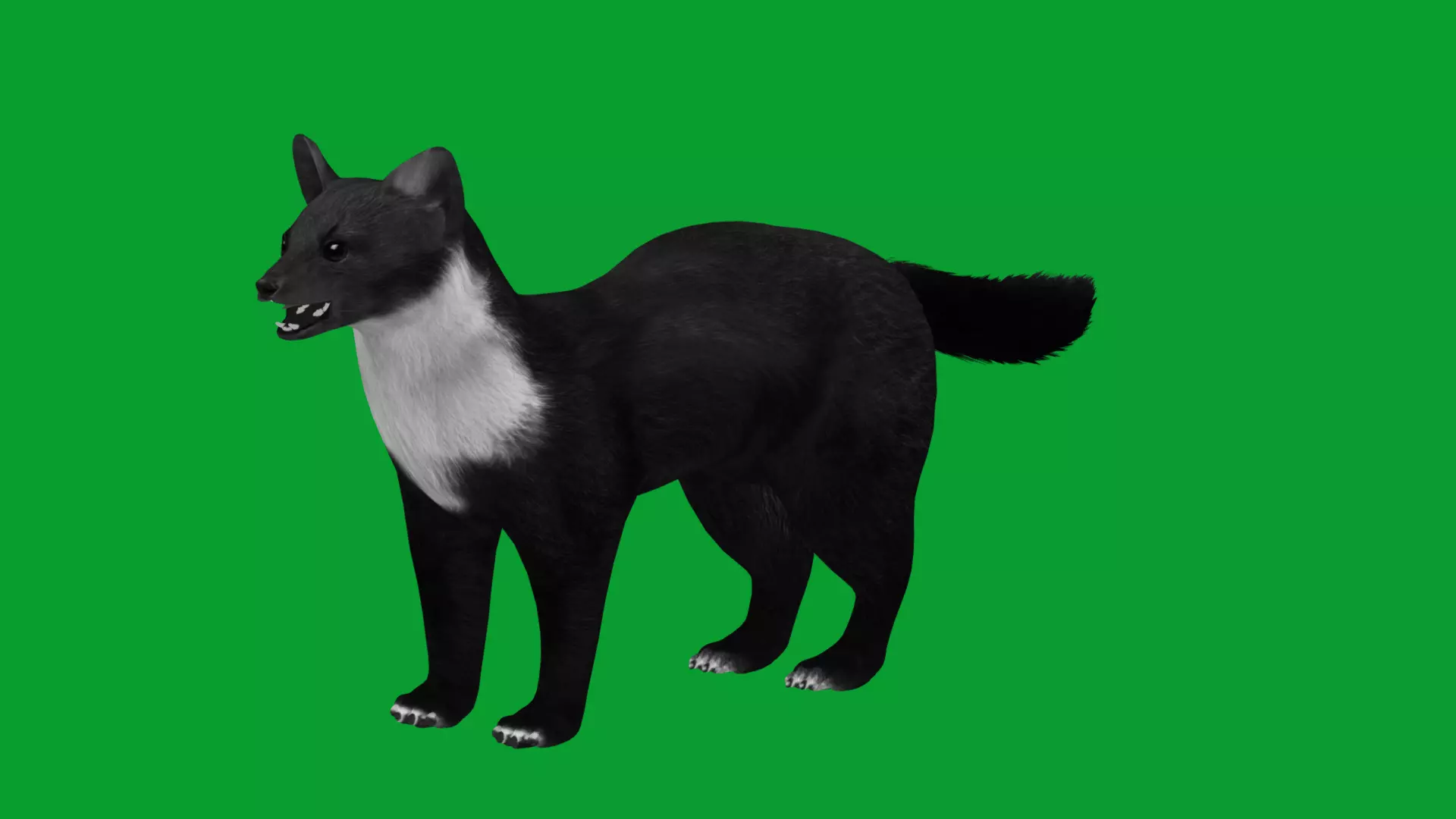 European Pine Marten Low-poly 3D model_23