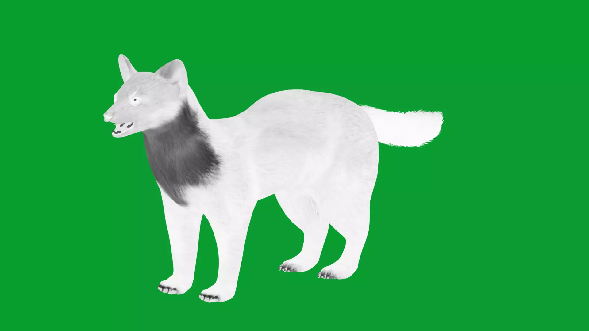 European Pine Marten Low-poly 3D model_35