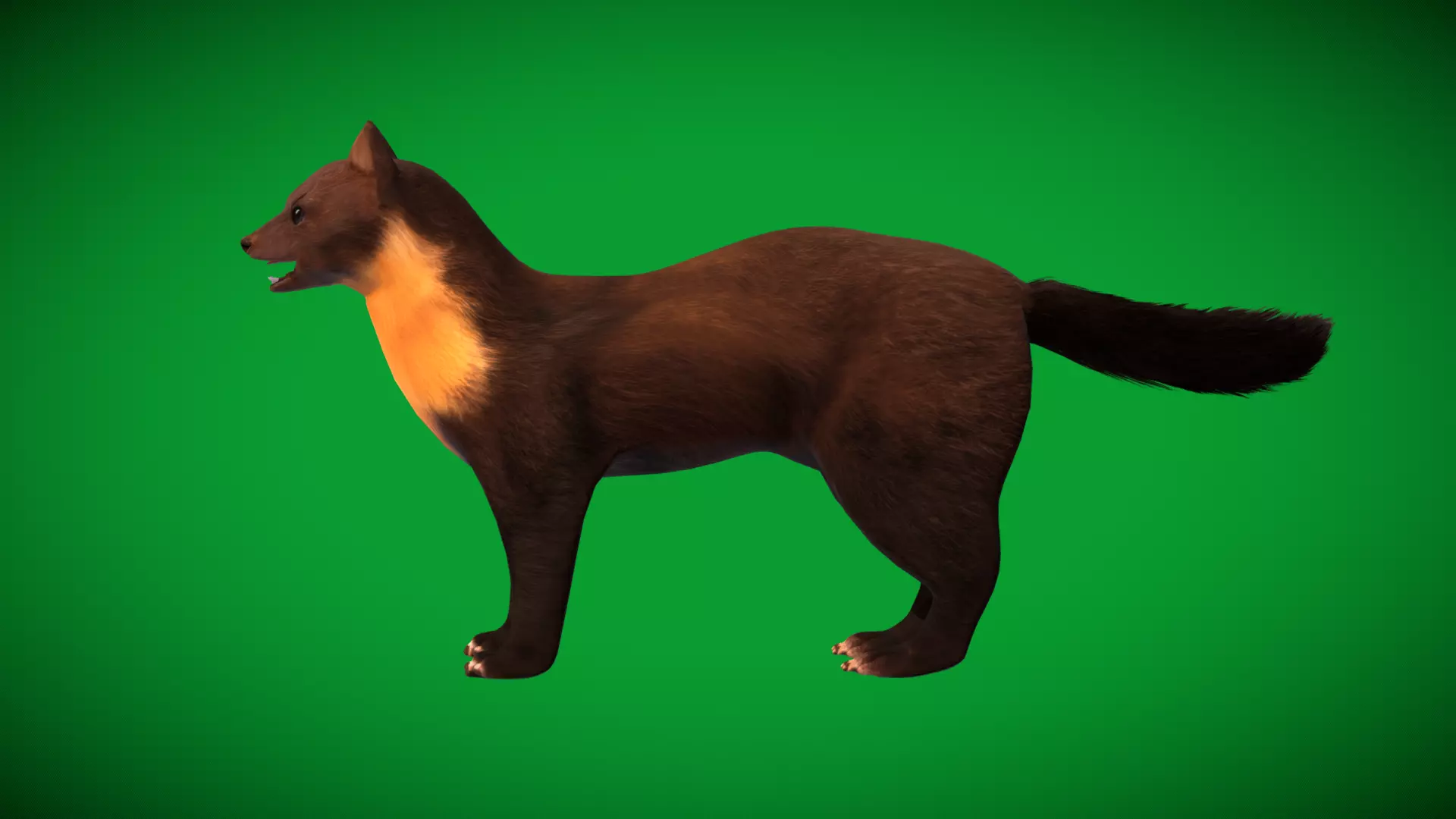 European Pine Marten Low-poly 3D model_44
