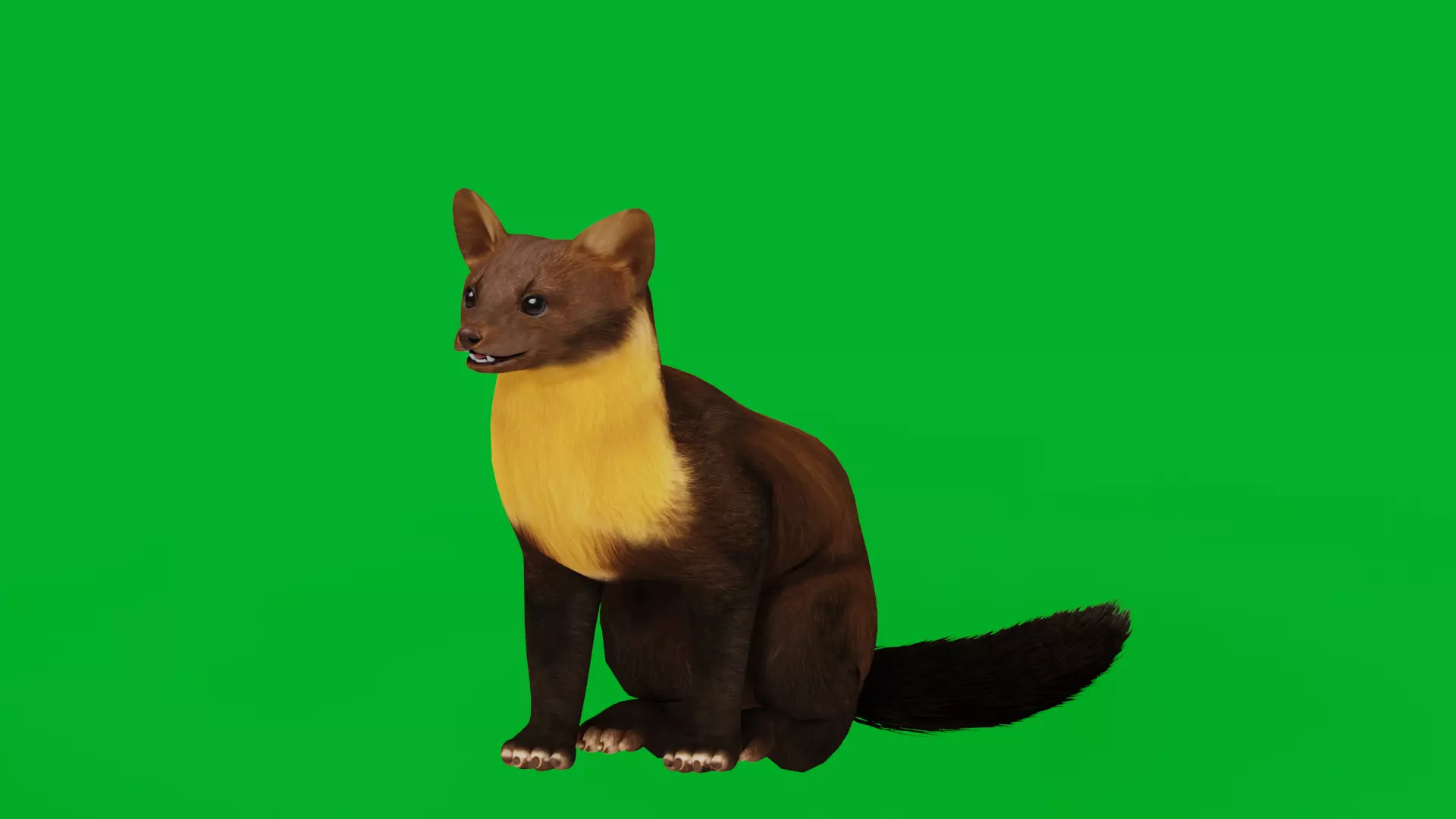 European Pine Marten Low-poly 3D model_6