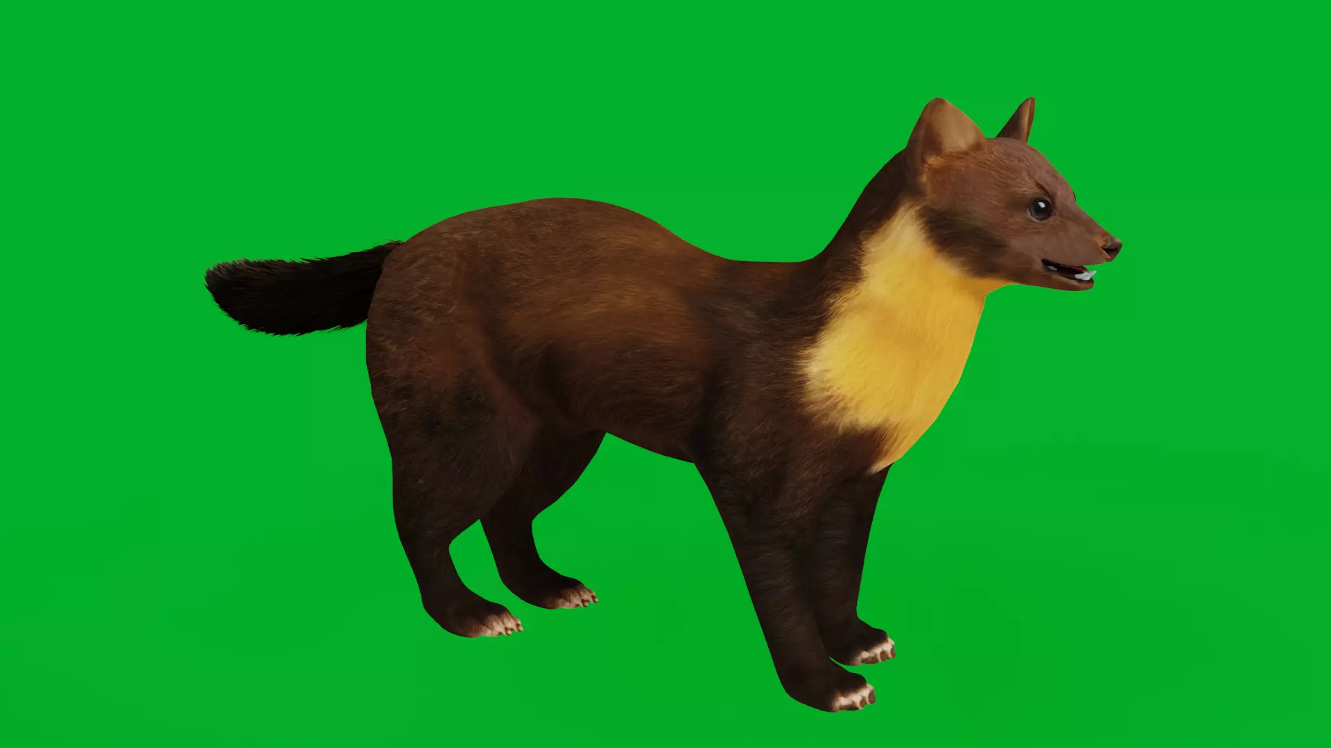 European Pine Marten Low-poly 3D model_5