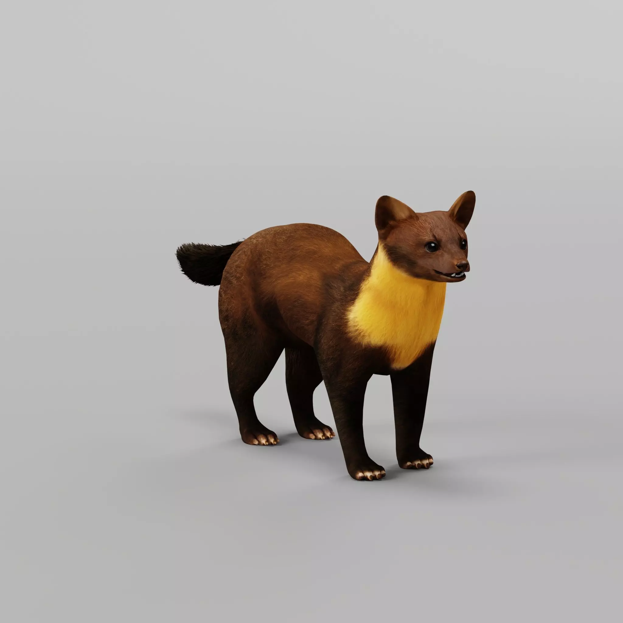 European Pine Marten Low-poly 3D model_13