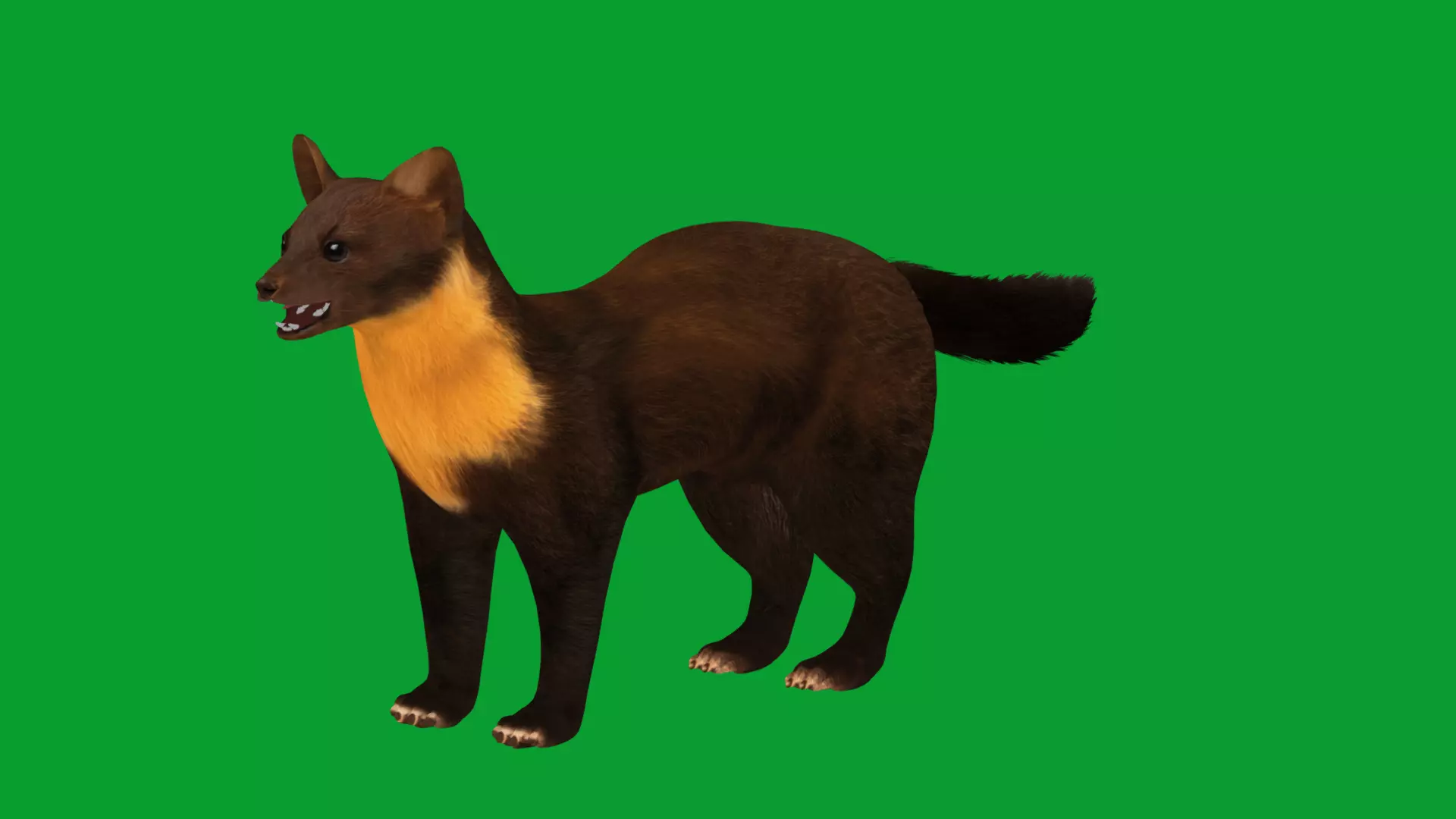 European Pine Marten Low-poly 3D model_24