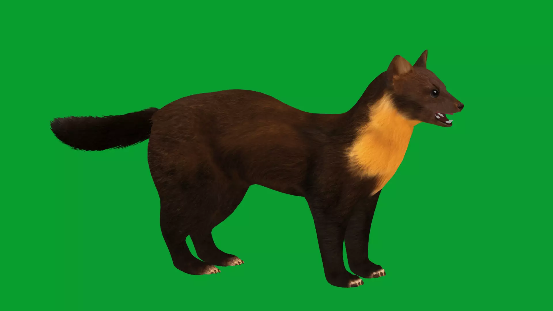 European Pine Marten Low-poly 3D model_34