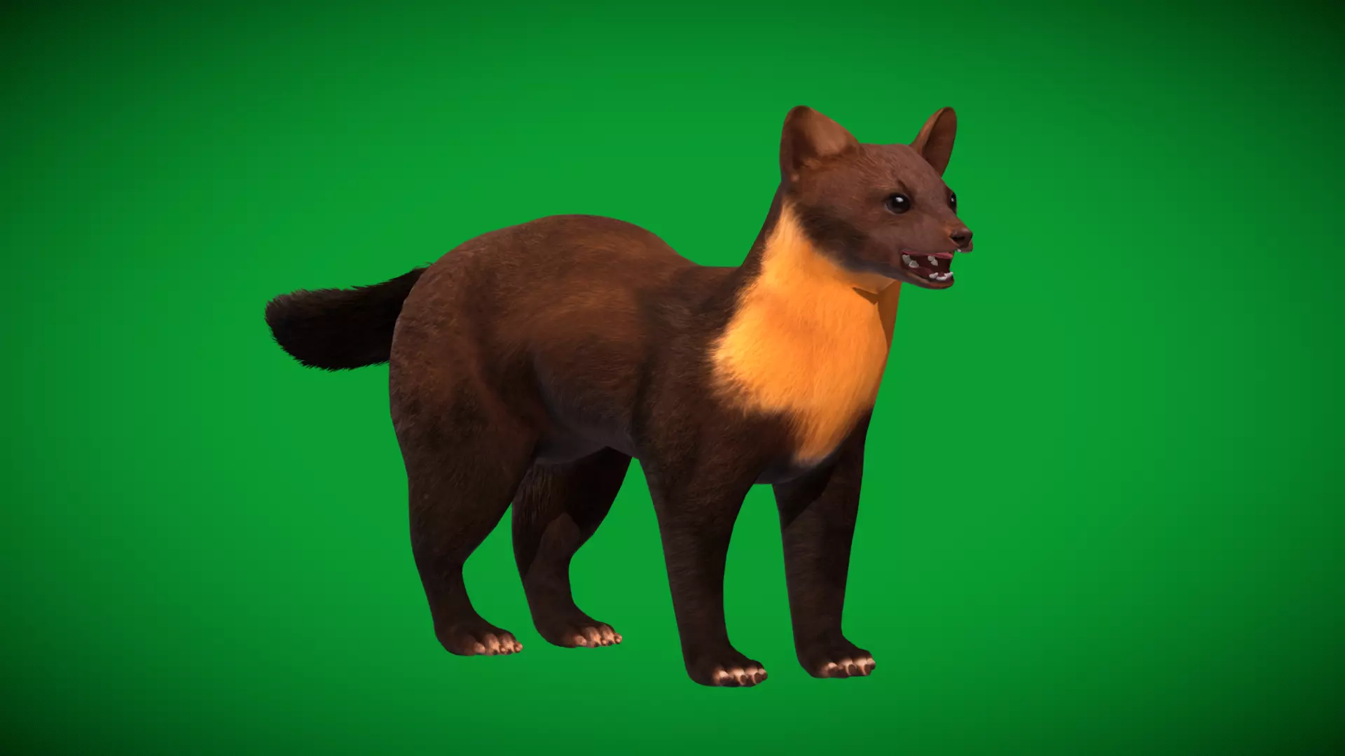 European Pine Marten Low-poly 3D model_43