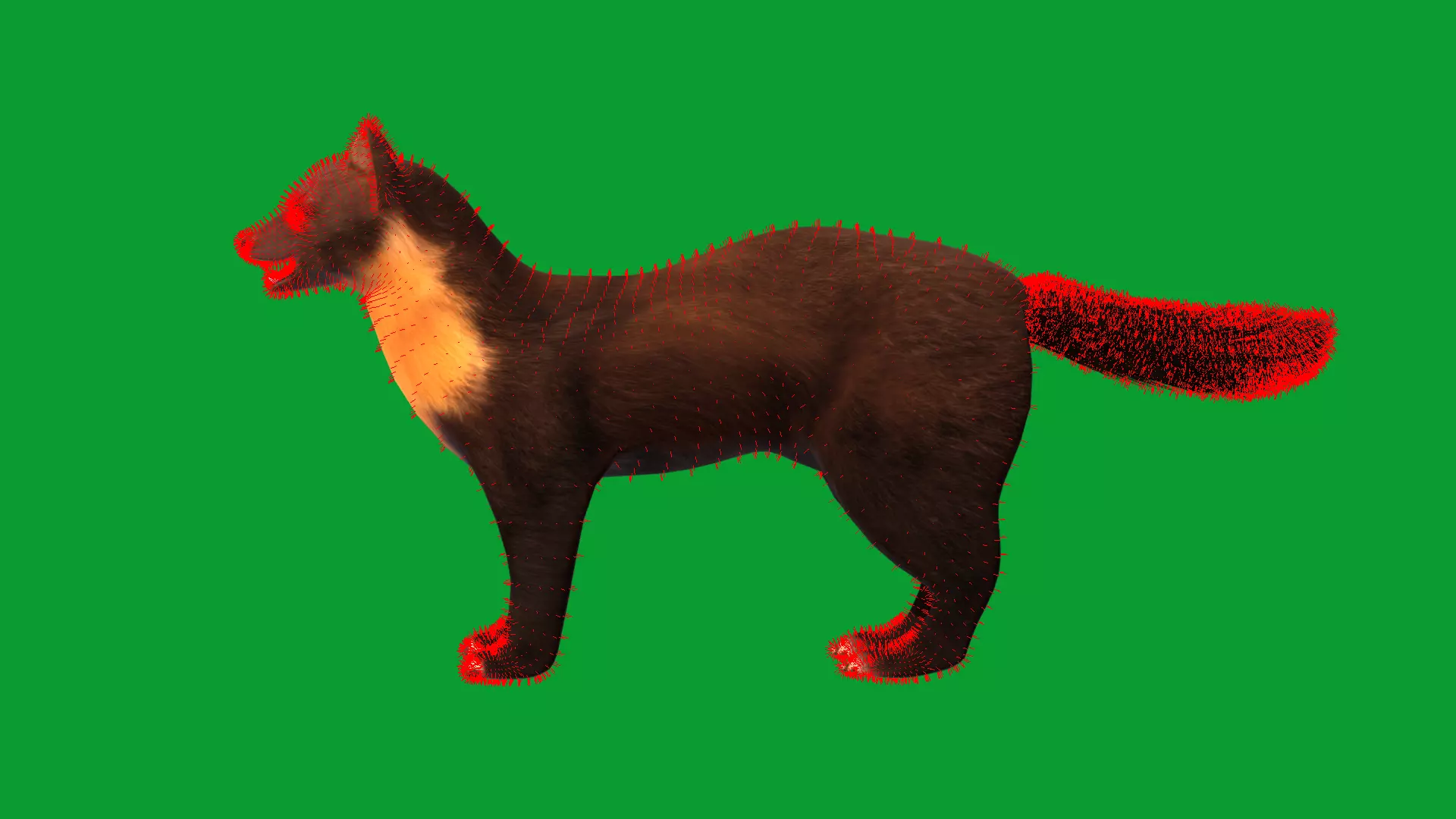 European Pine Marten Low-poly 3D model_33