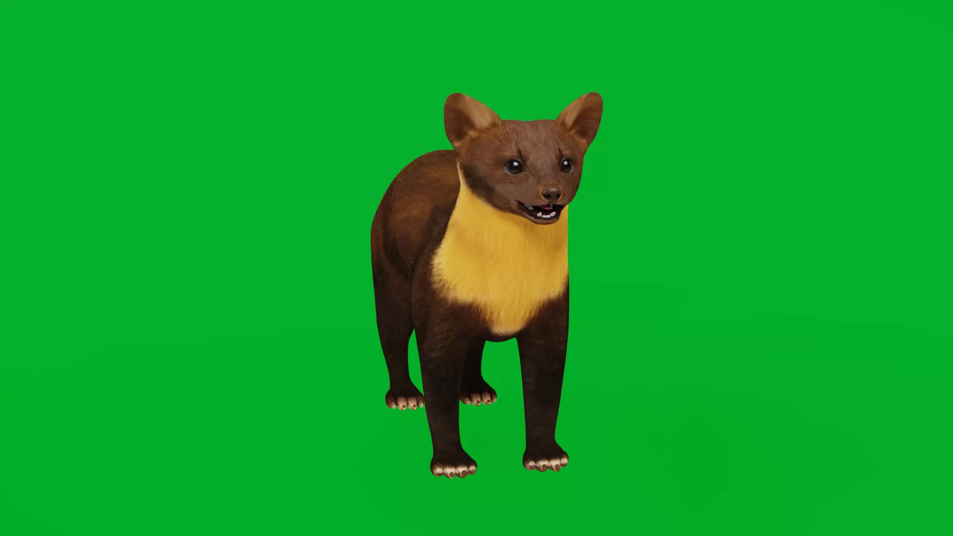 European Pine Marten Low-poly 3D model_0