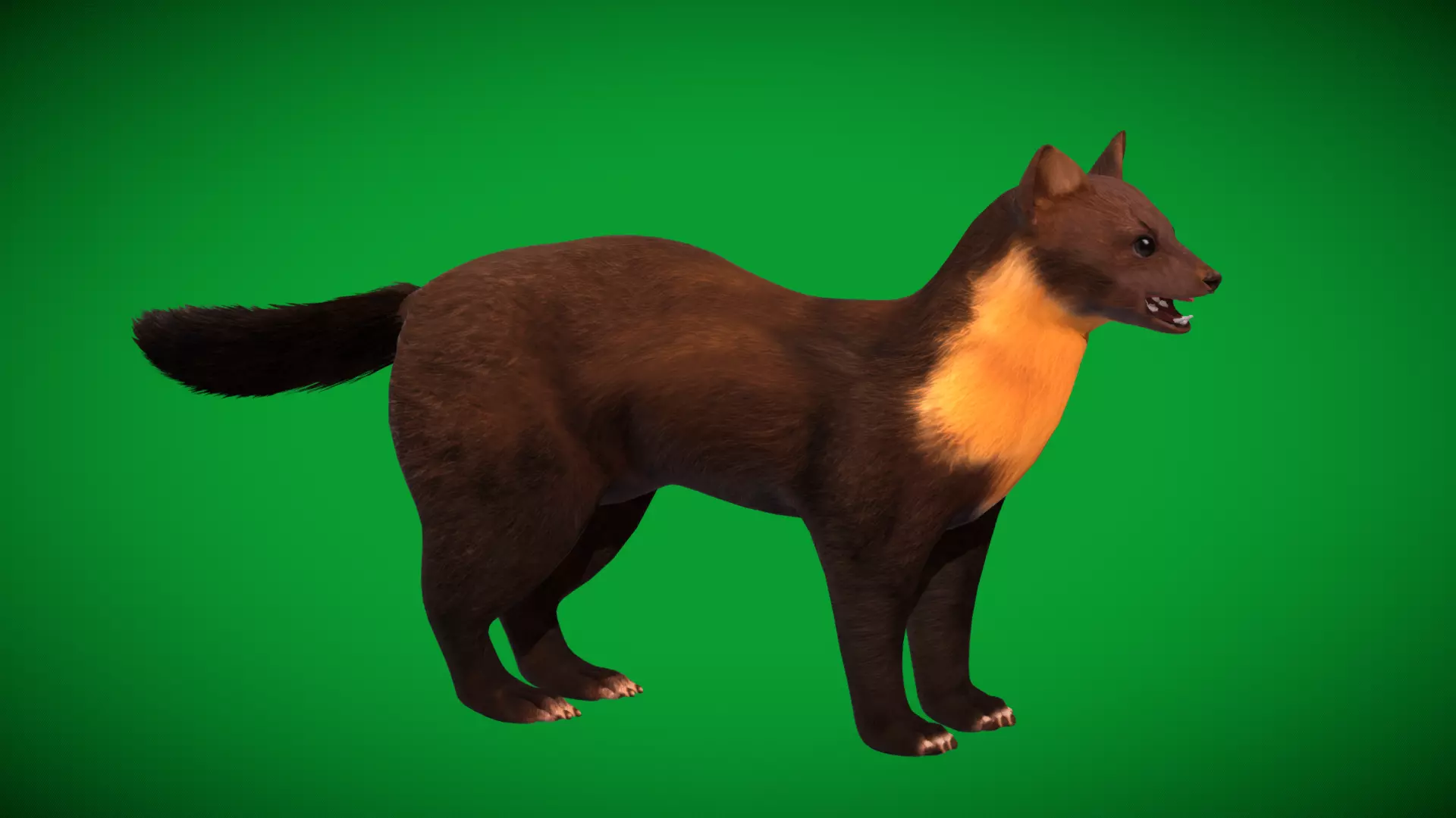 European Pine Marten Low-poly 3D model_41