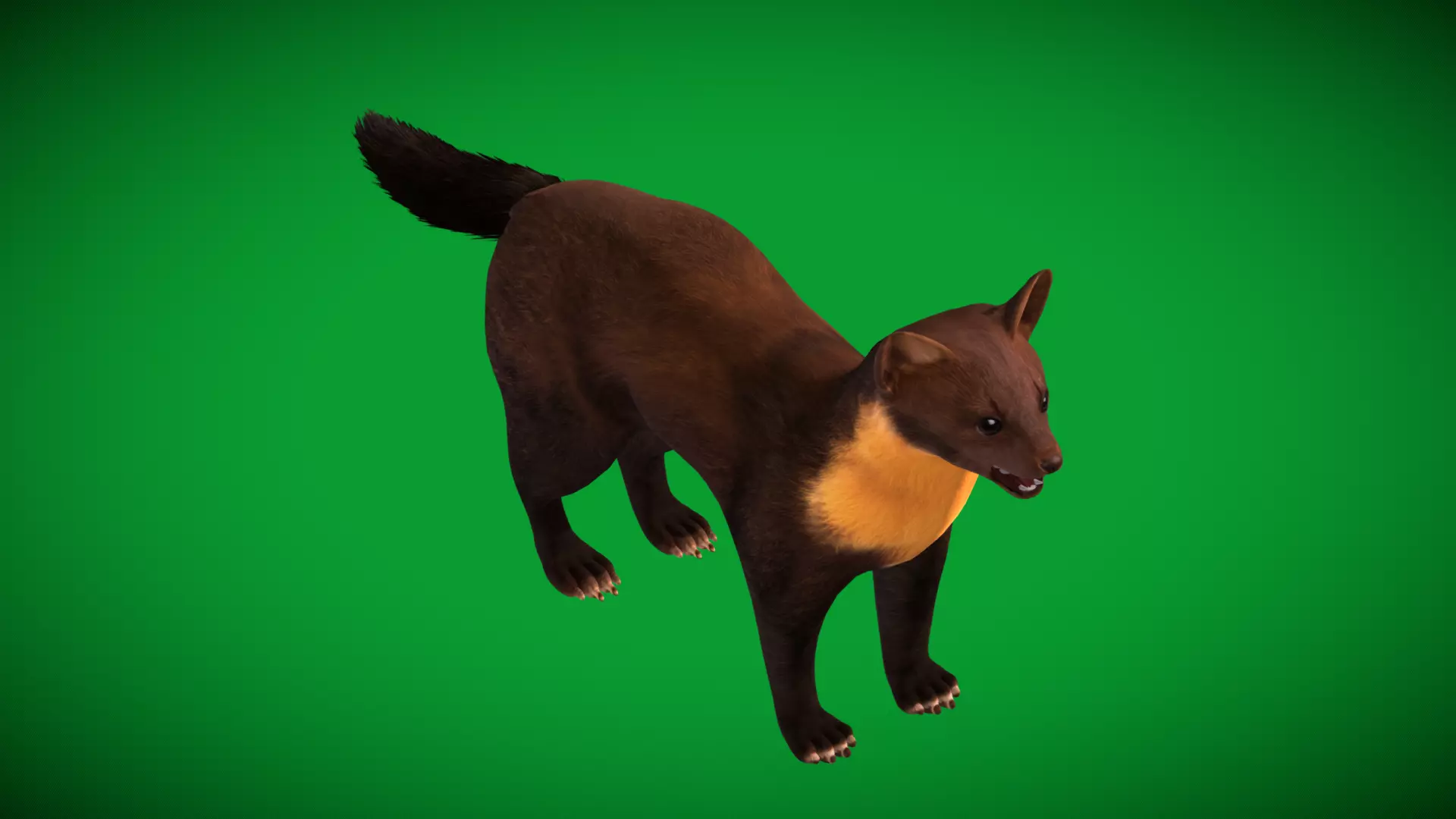 European Pine Marten Low-poly 3D model_38